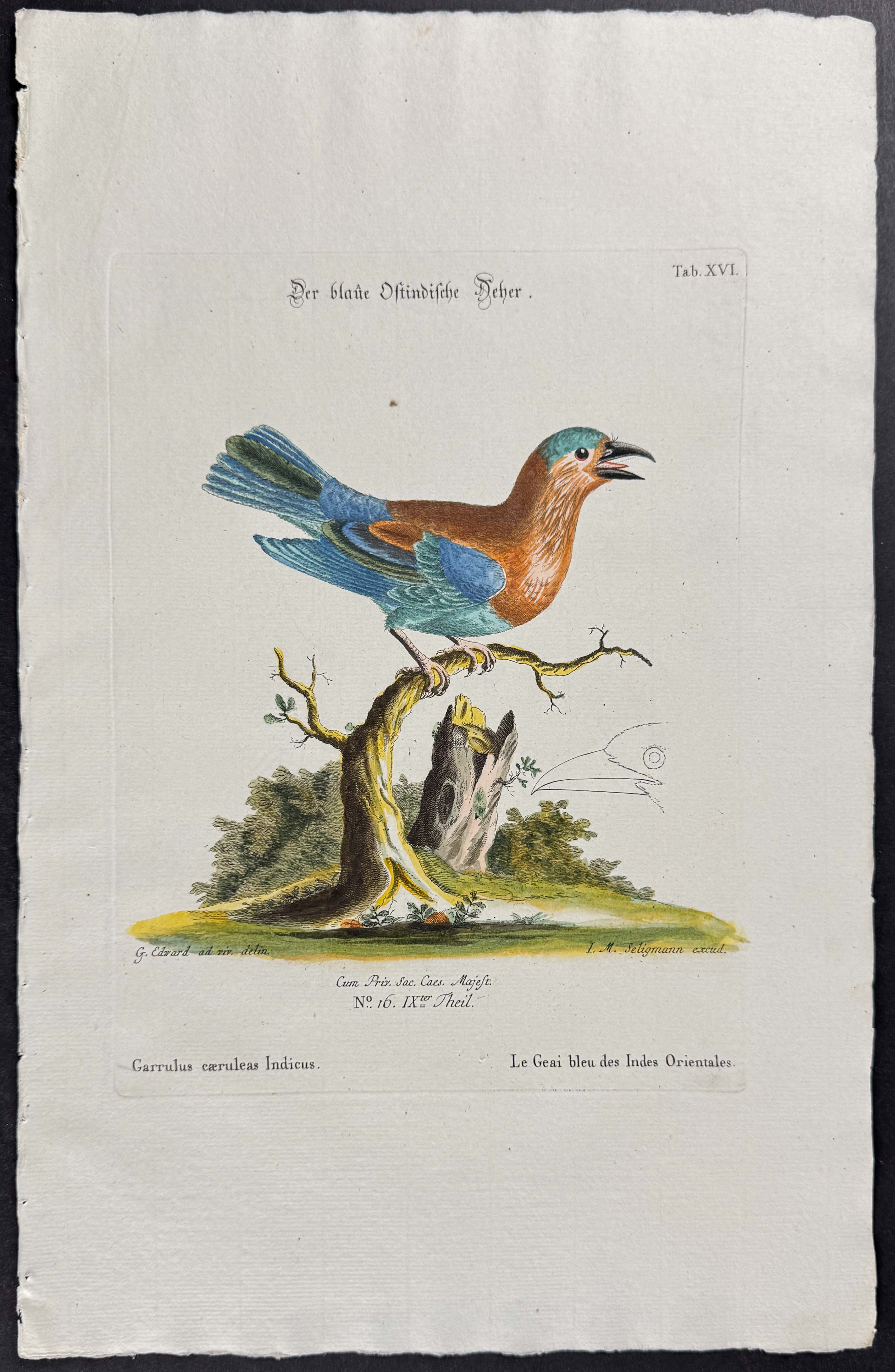 Jay or Roller (Garrulus caeruleas Indicus)