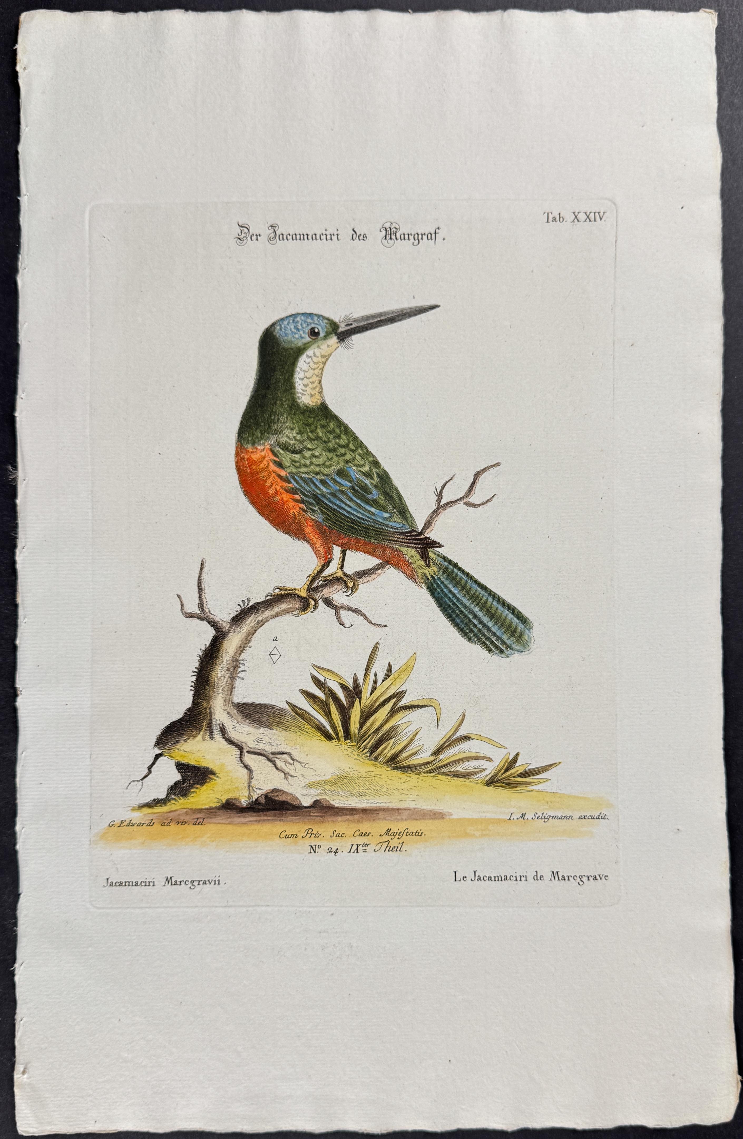 Jacamar