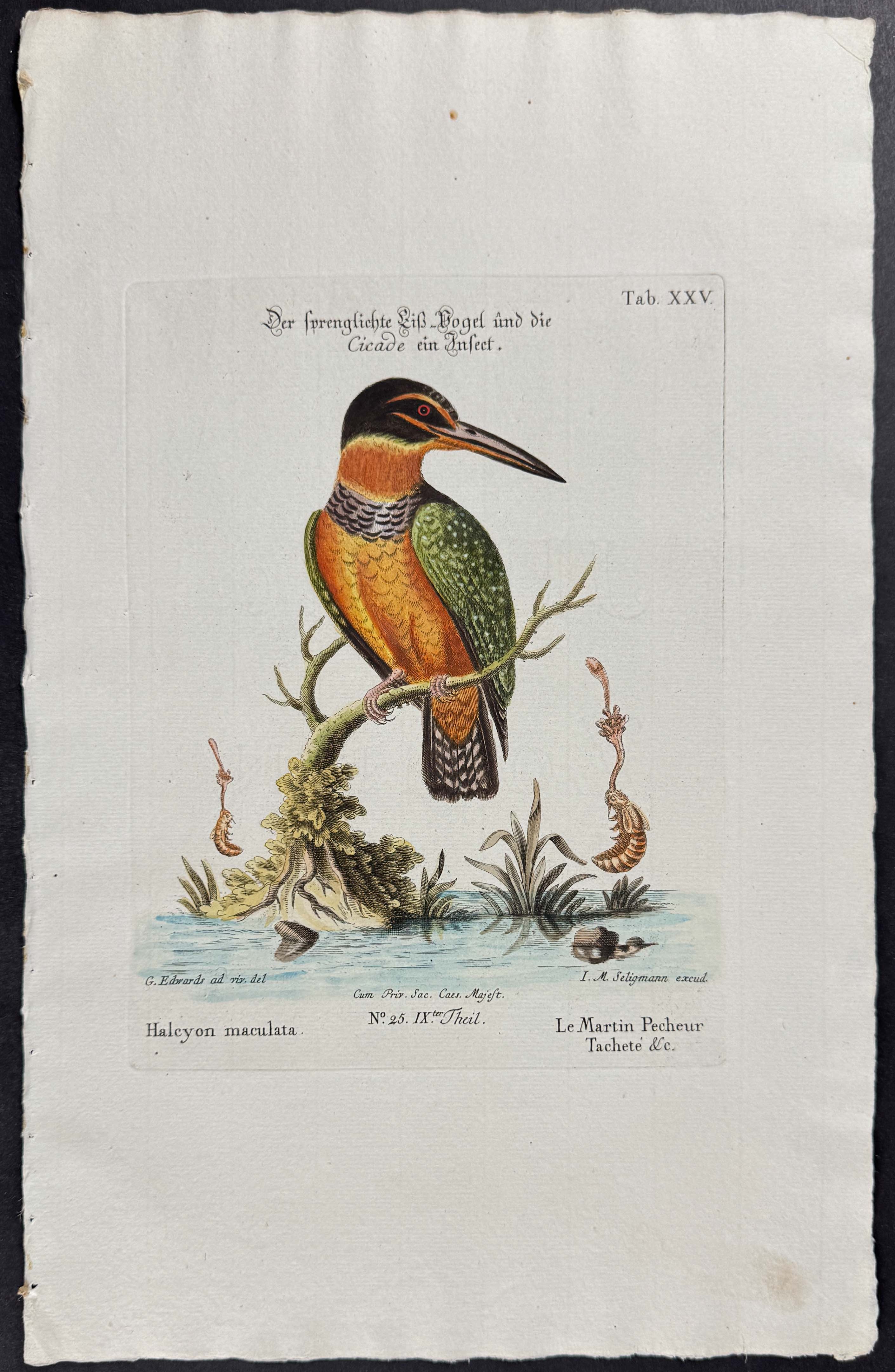 Kingfisher