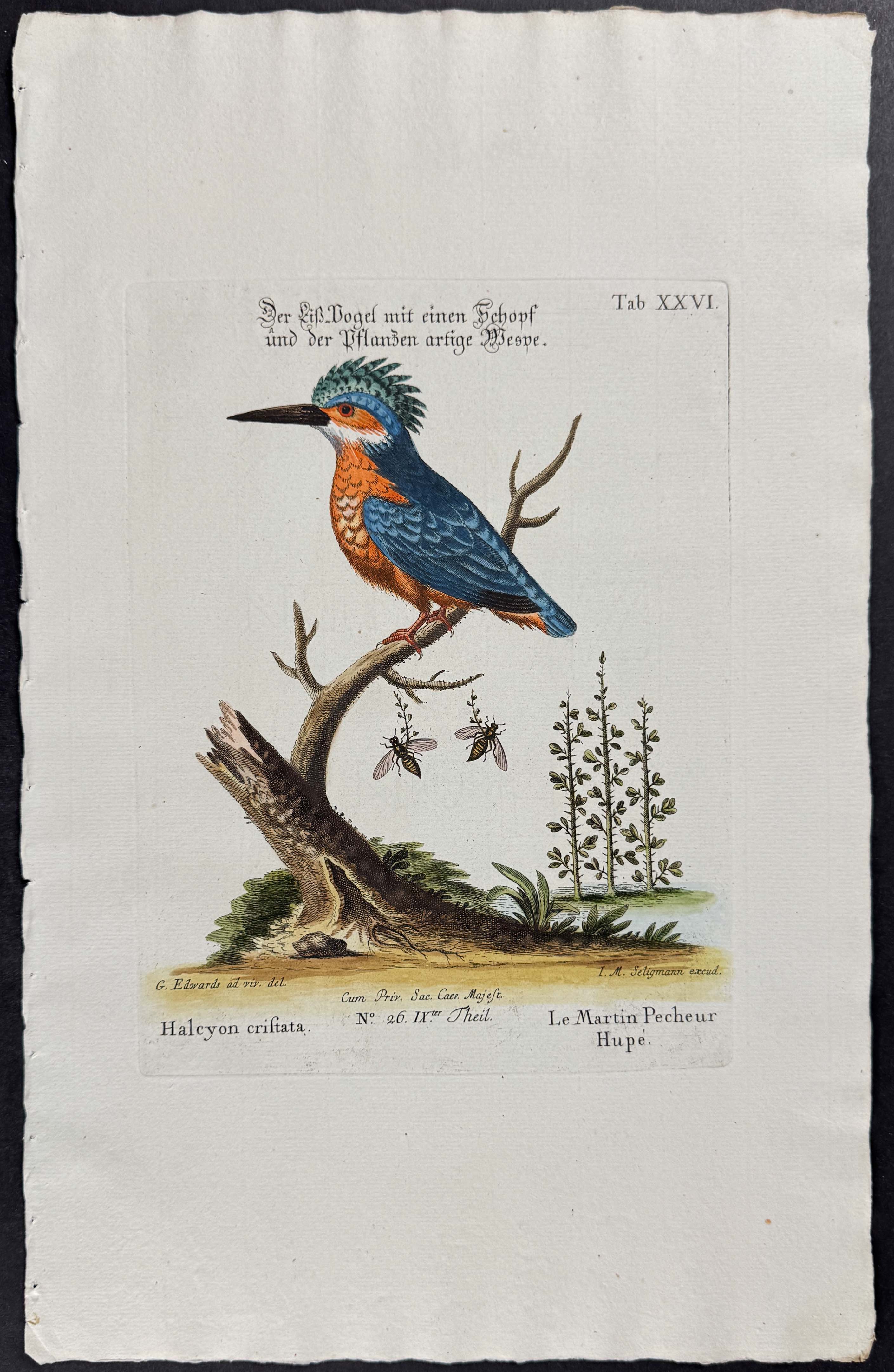 Kingfisher