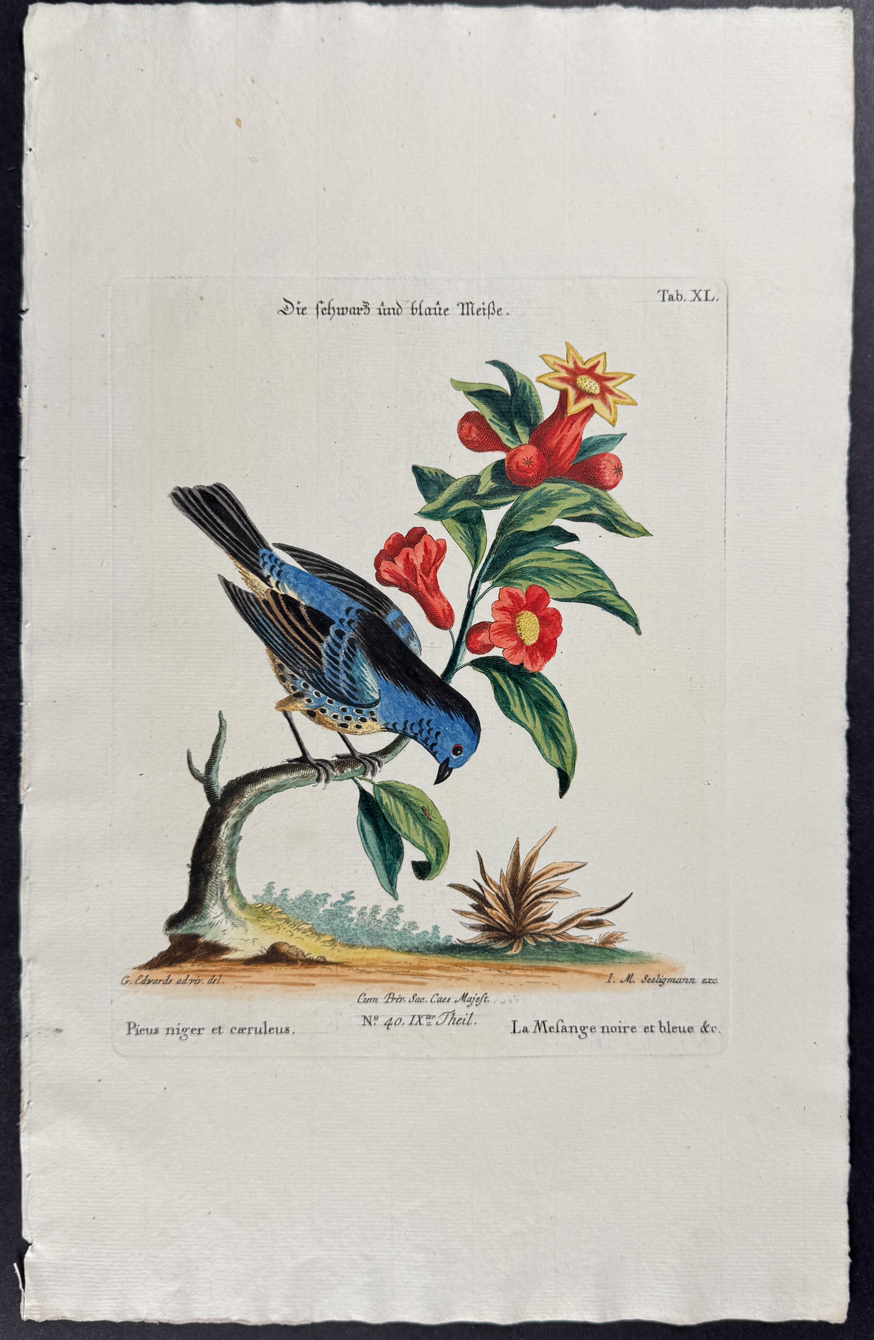 Bird (Picus niger)