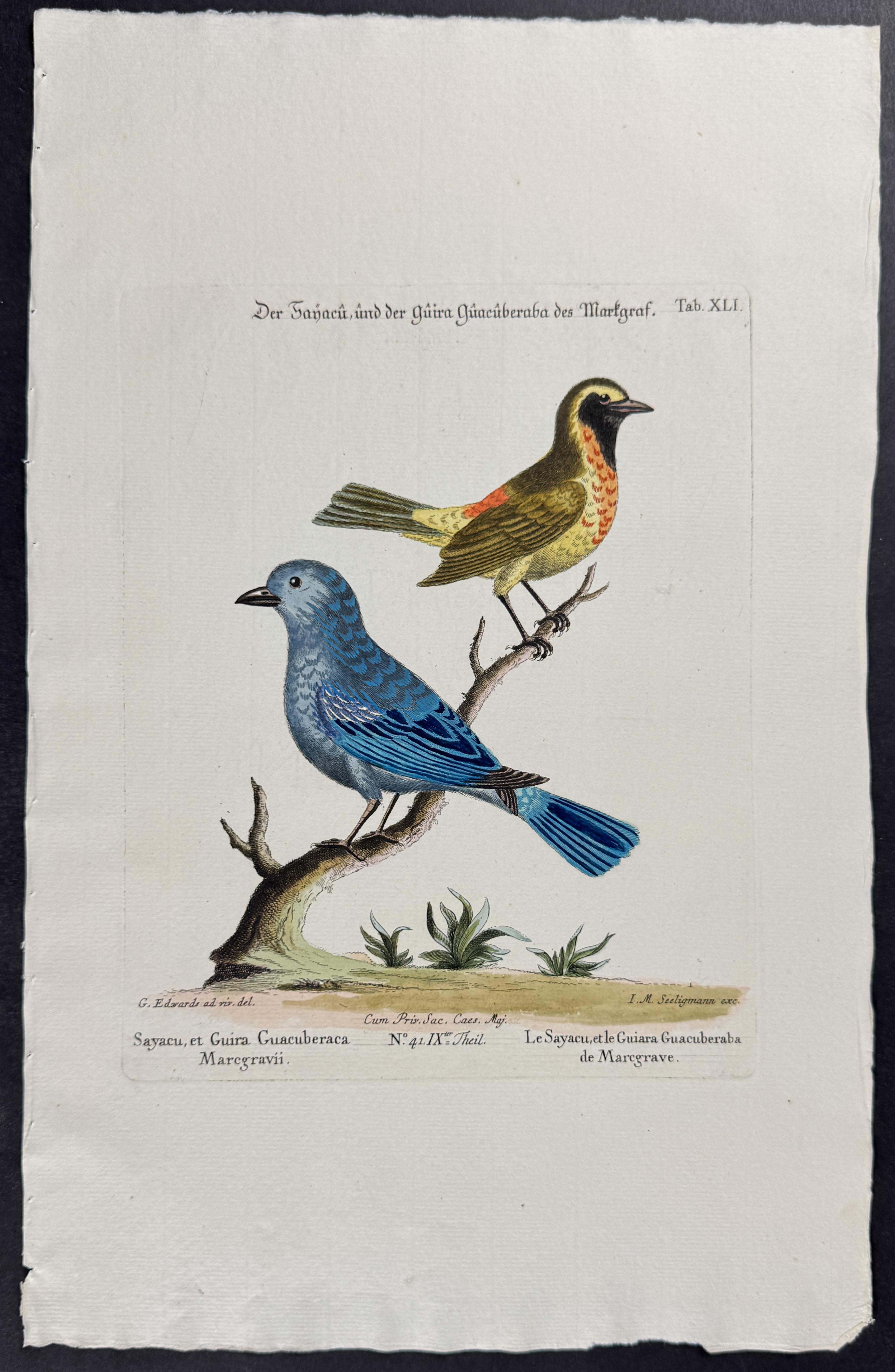 Bird (Sayacu)