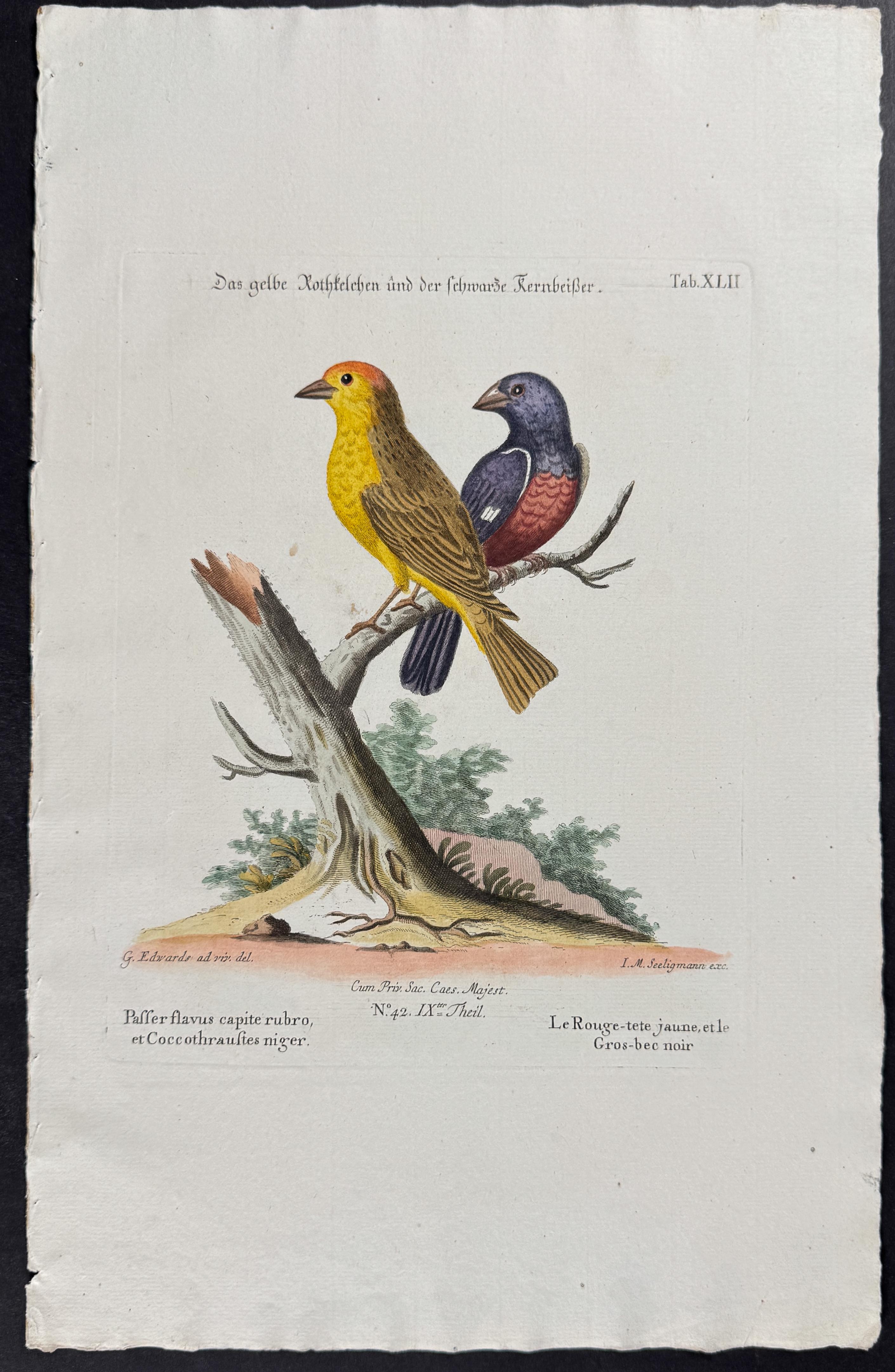 Birds (Passer flavus & Coccothrautes niger)