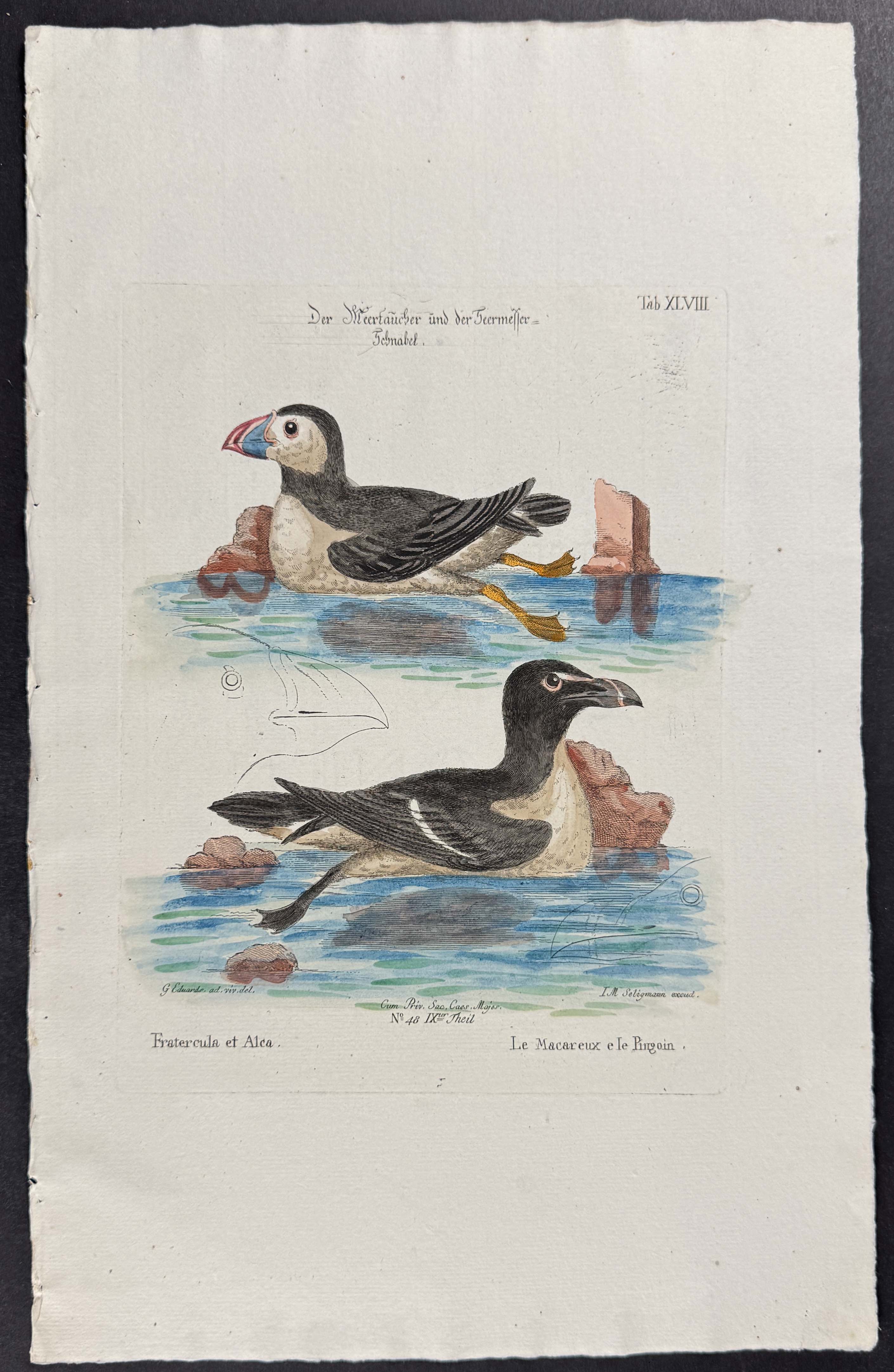 Puffin