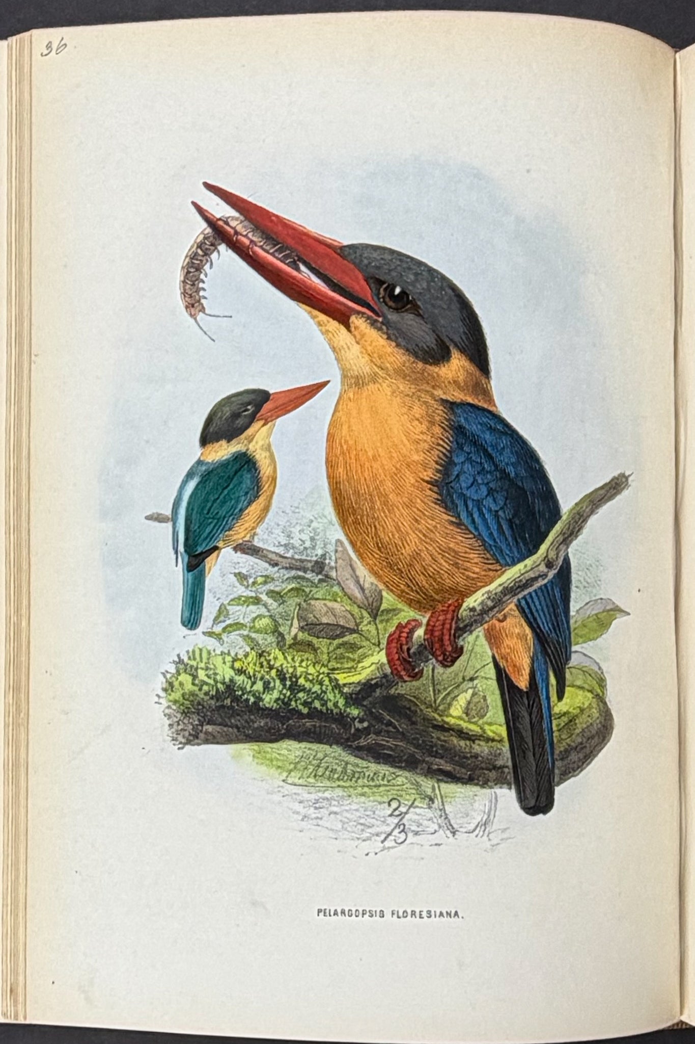 A Monograph of the Alcedinidae: or, Family of Kingfishers