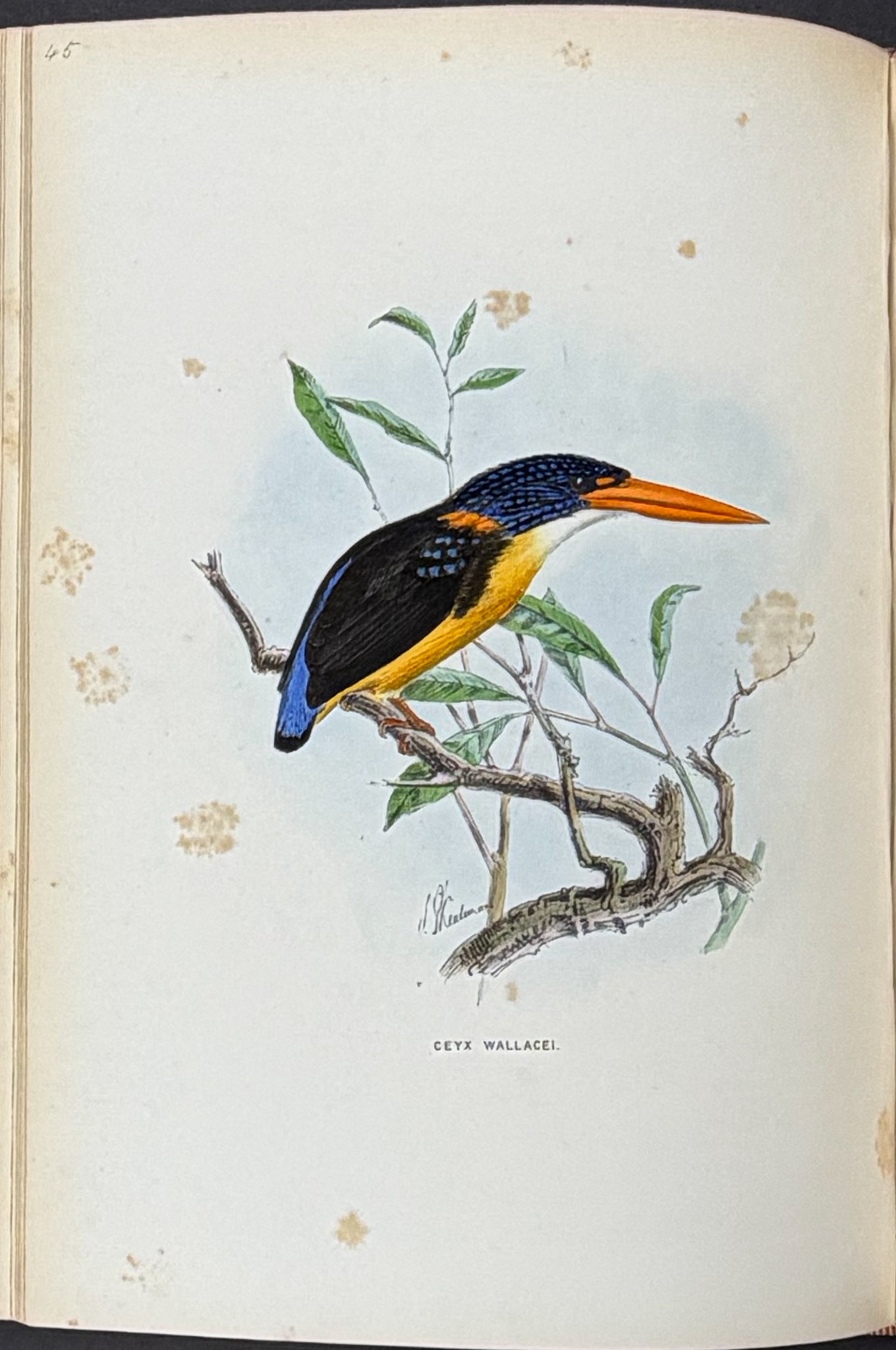 A Monograph of the Alcedinidae: or, Family of Kingfishers