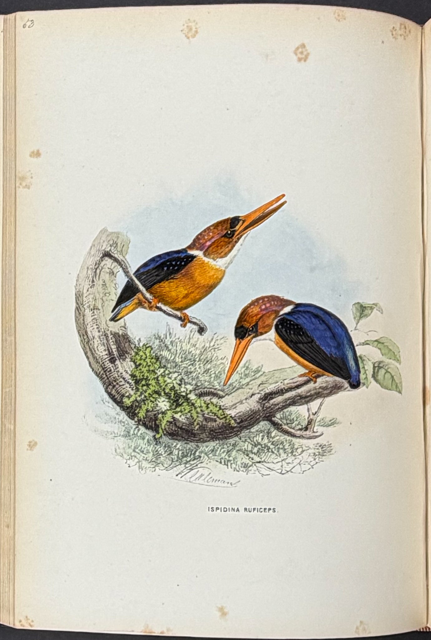 A Monograph of the Alcedinidae: or, Family of Kingfishers