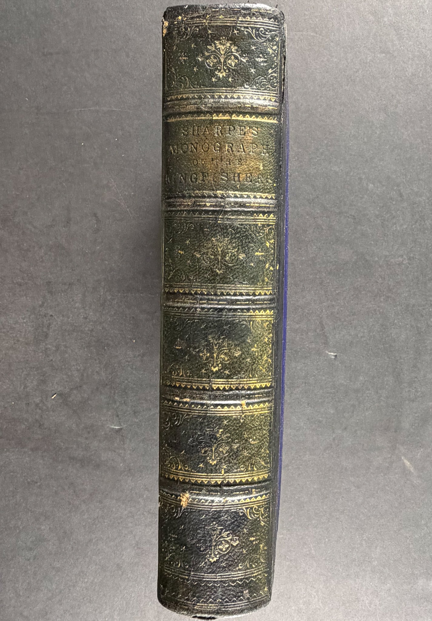 A Monograph of the Alcedinidae: or, Family of Kingfishers