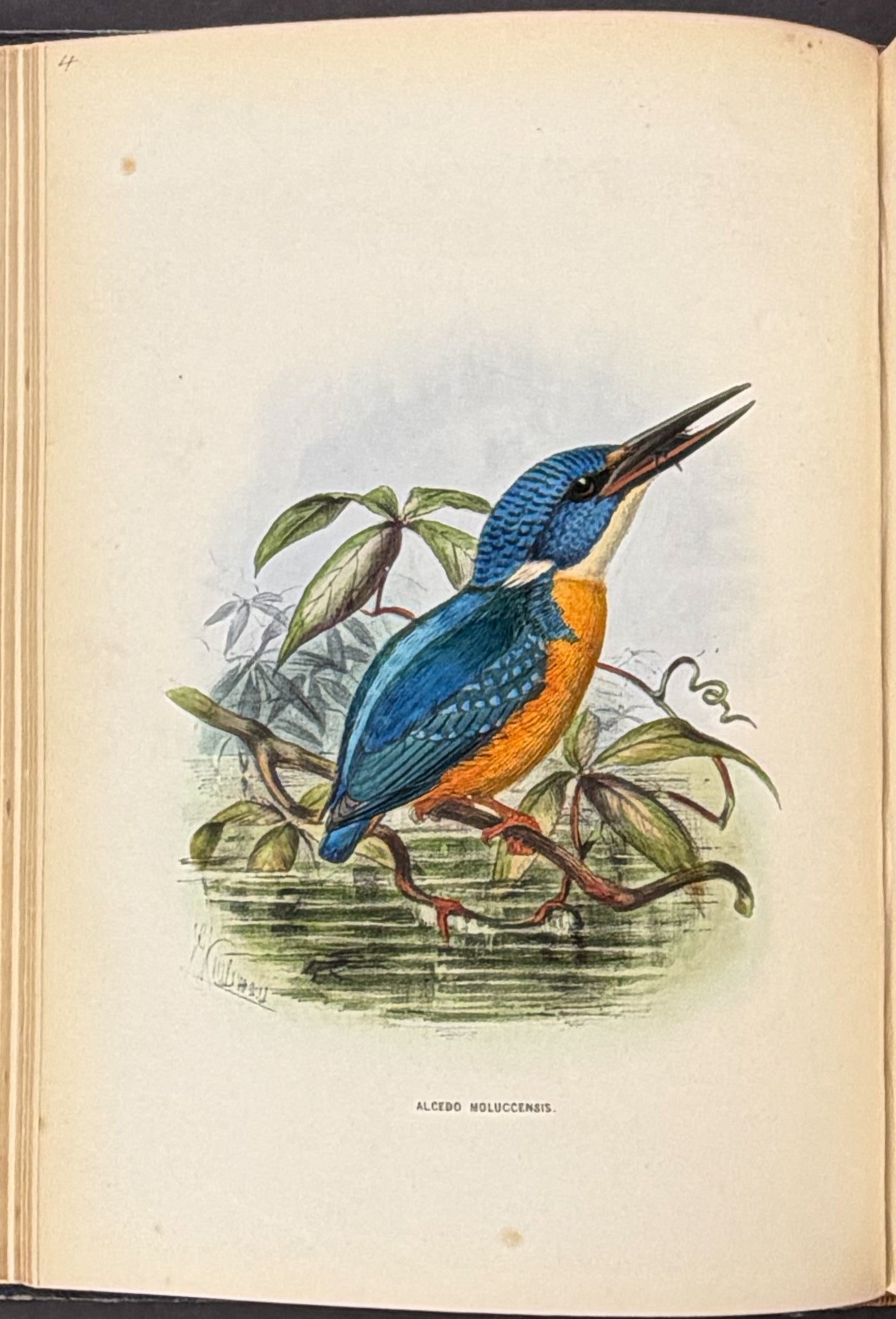 A Monograph of the Alcedinidae: or, Family of Kingfishers