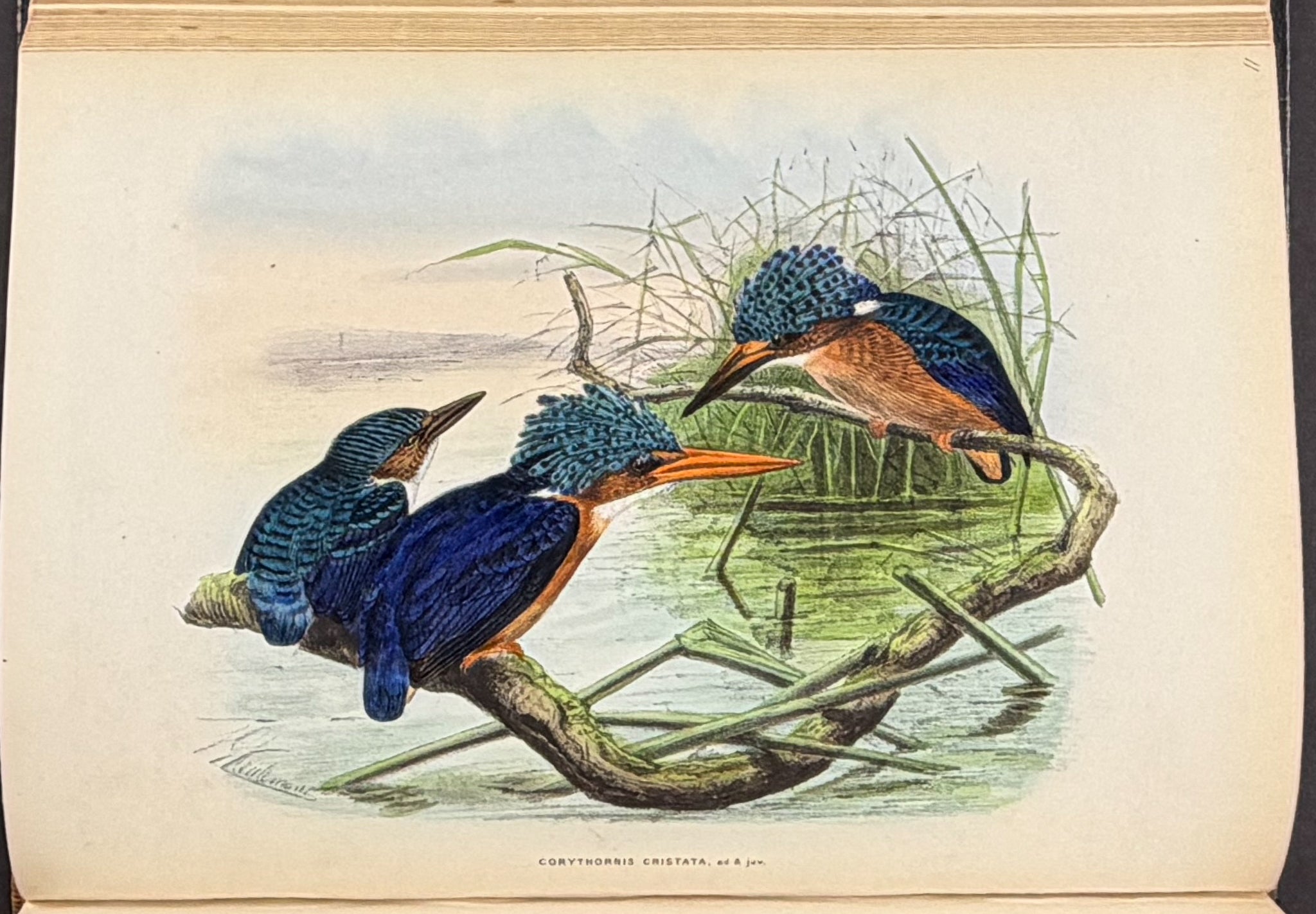 A Monograph of the Alcedinidae: or, Family of Kingfishers