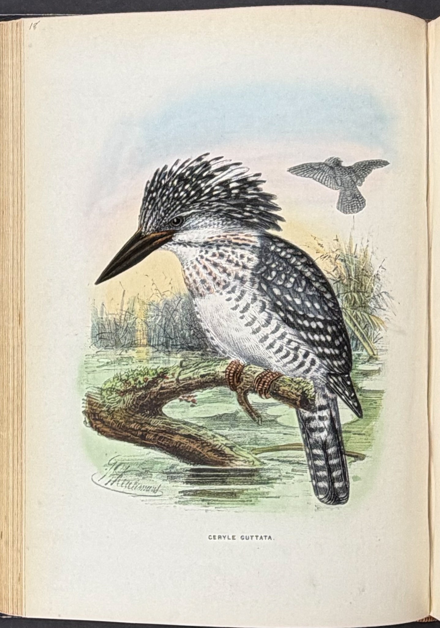 A Monograph of the Alcedinidae: or, Family of Kingfishers