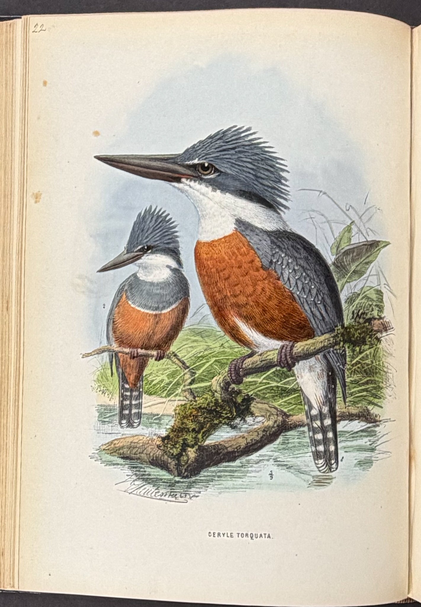 A Monograph of the Alcedinidae: or, Family of Kingfishers