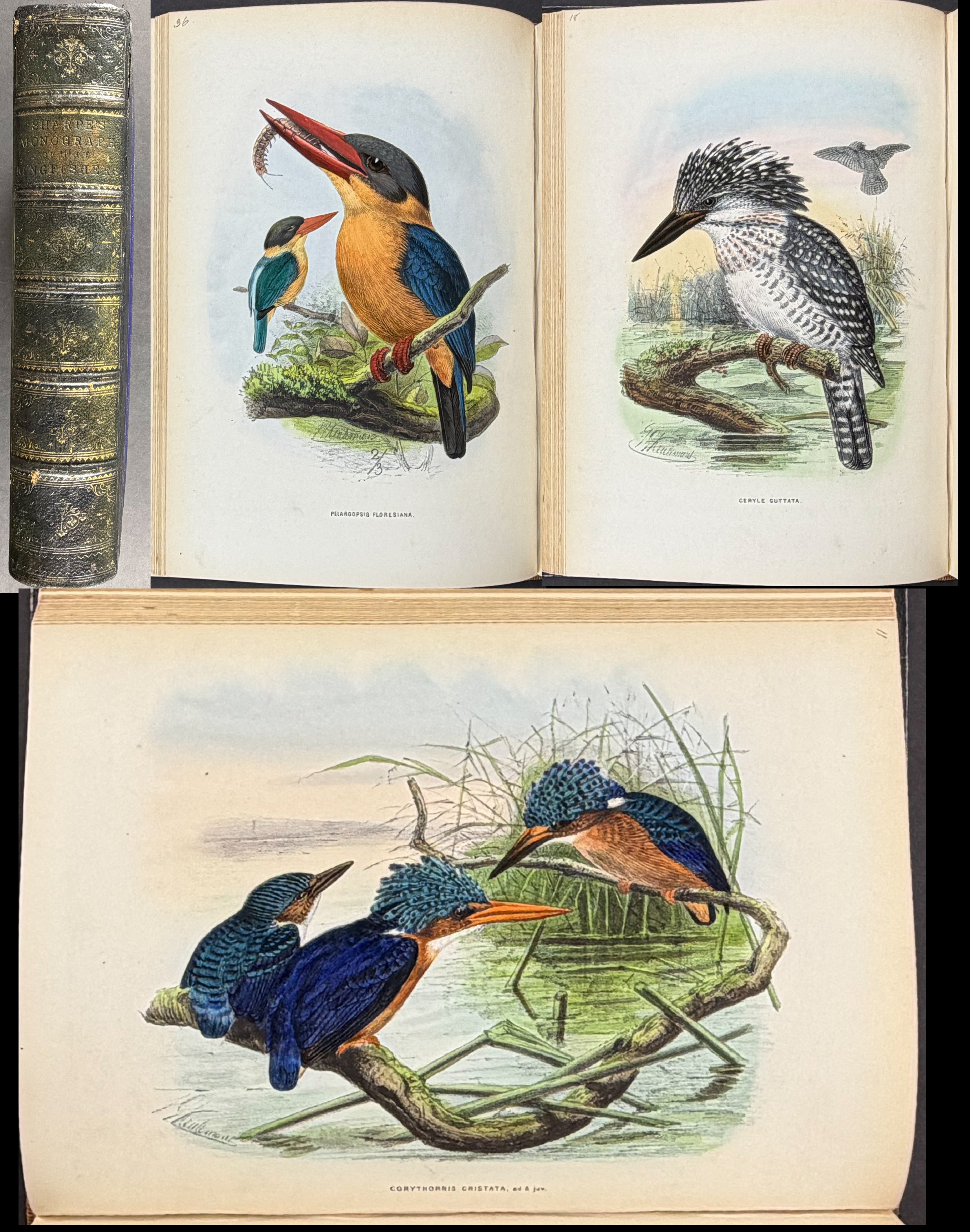 A Monograph of the Alcedinidae: or, Family of Kingfishers