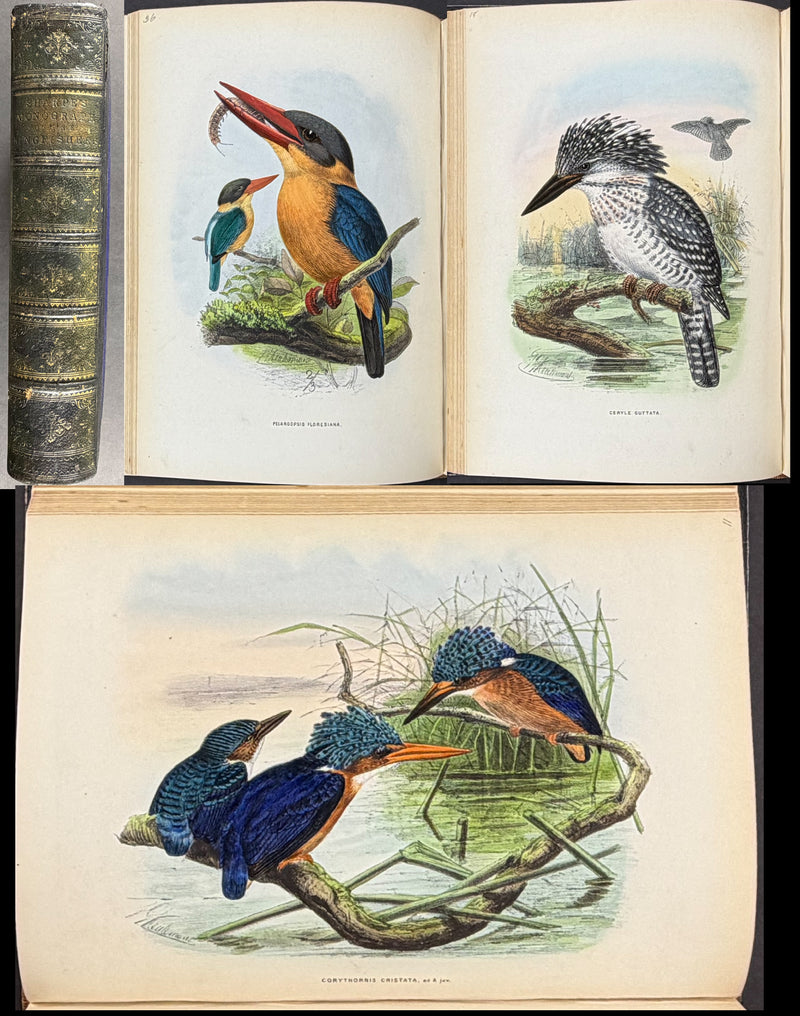 A Monograph of the Alcedinidae: or, Family of Kingfishers