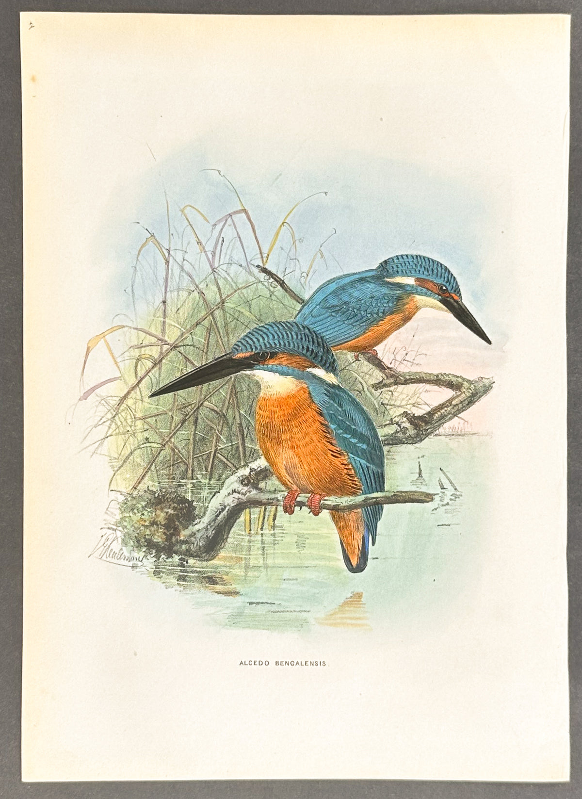 Little Indian Kingfisher