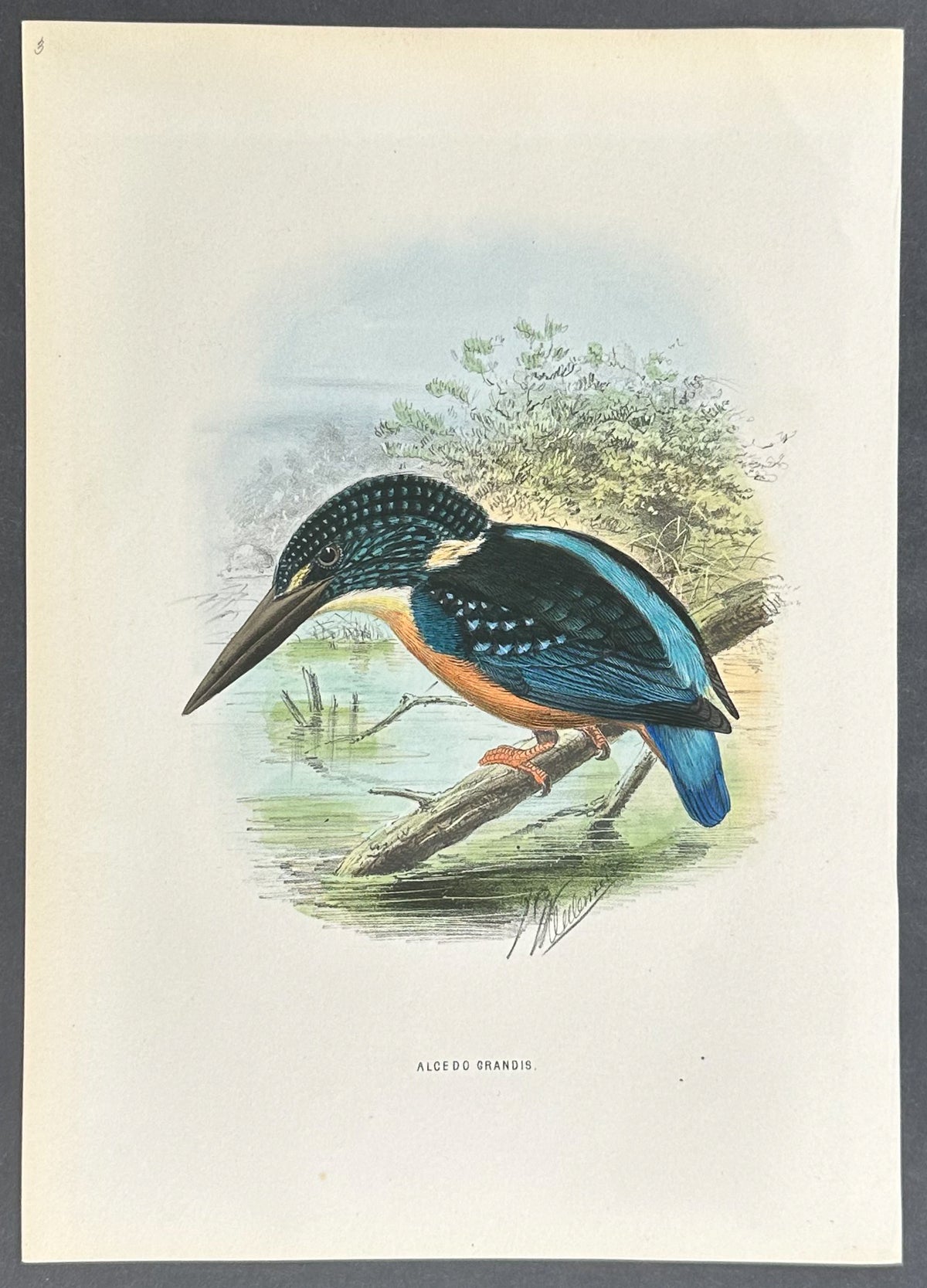 Great Indian Kingfisher
