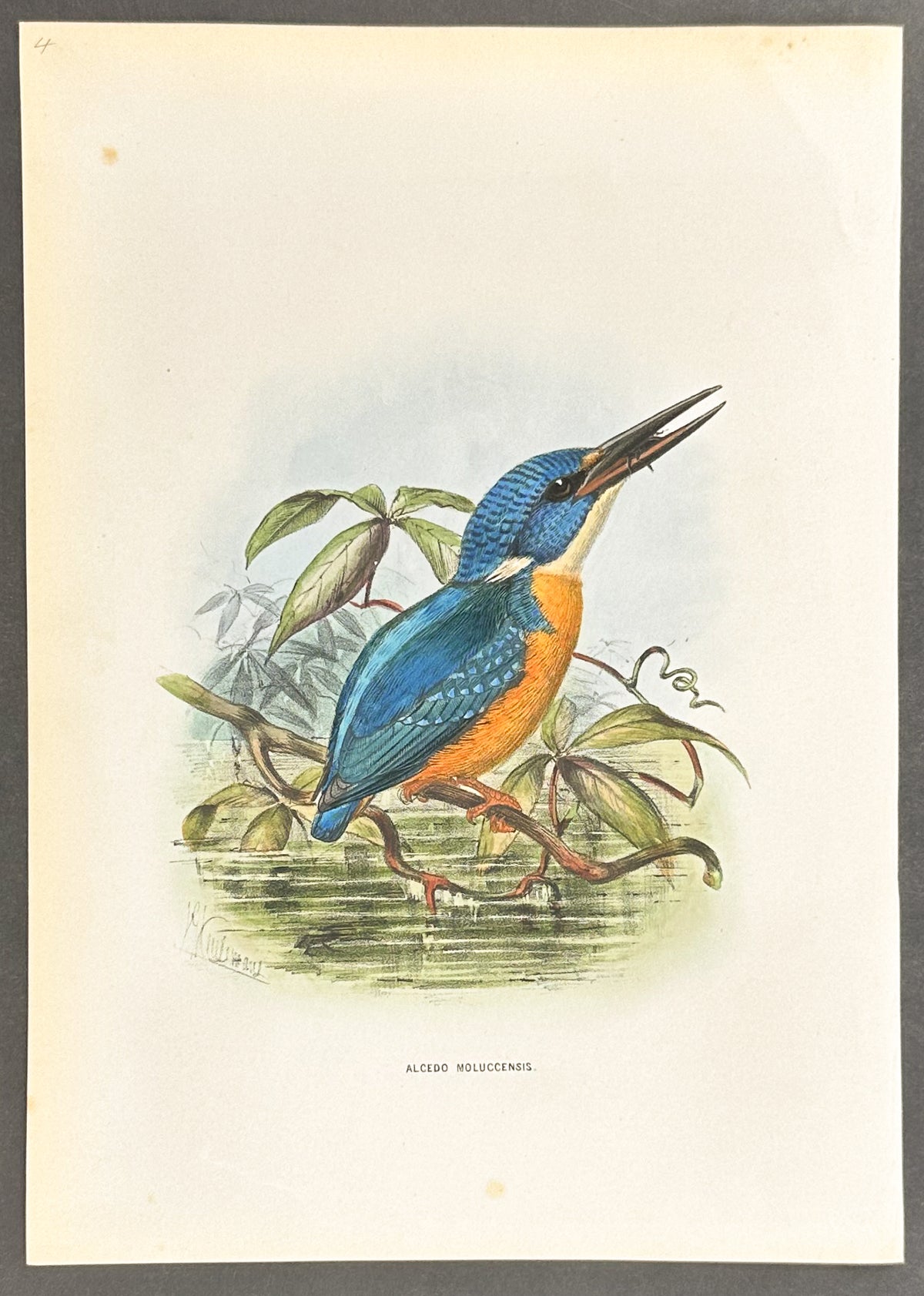 Molucca Kingfisher