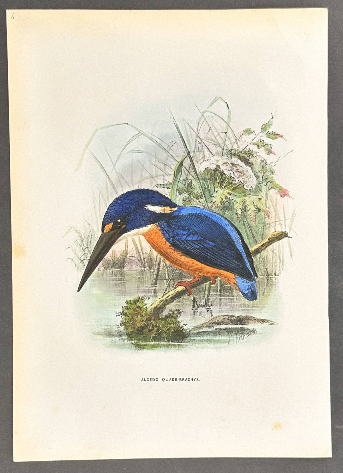 Dark-Blue Kingfisher