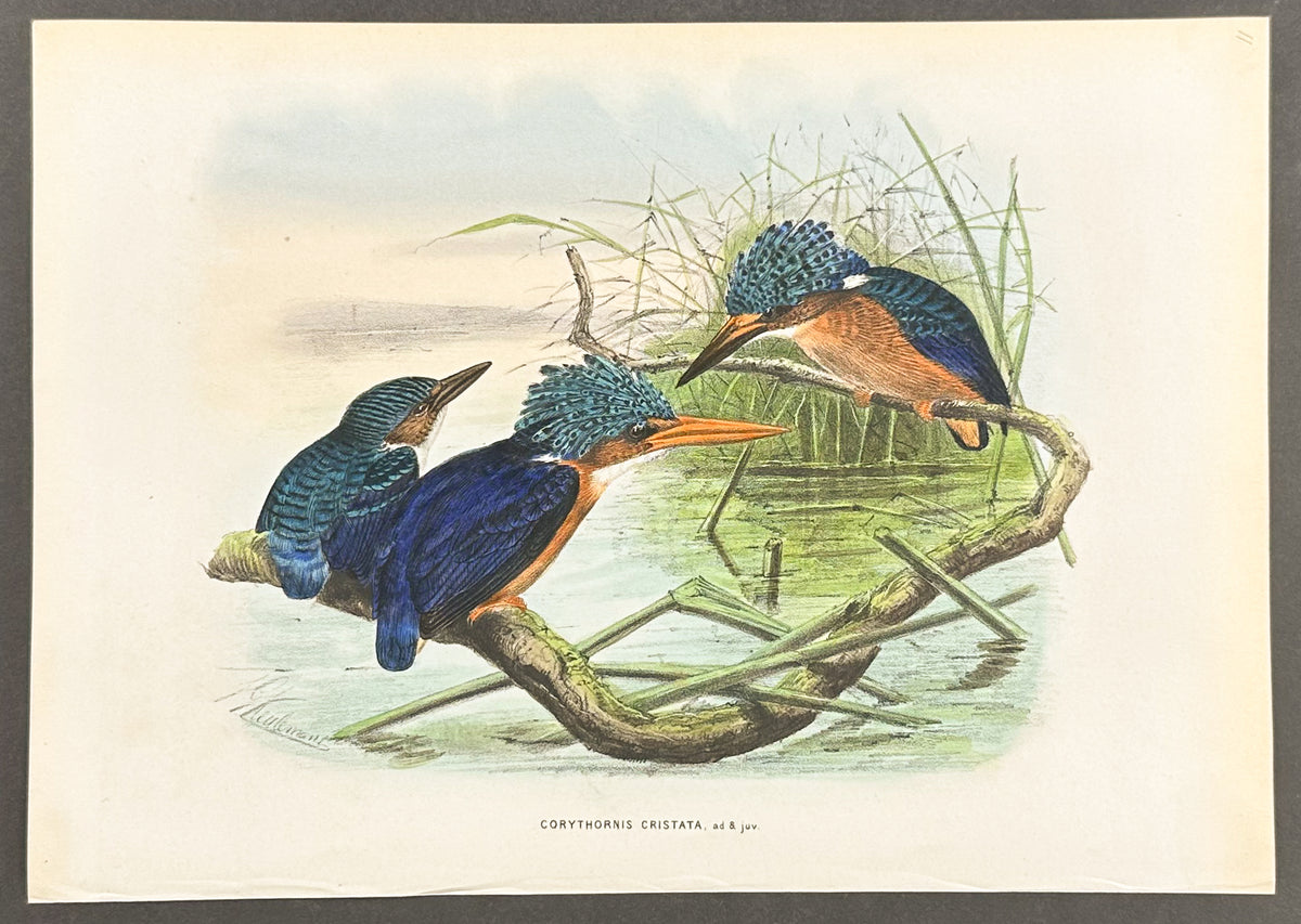Malachite Crested Kingfisher