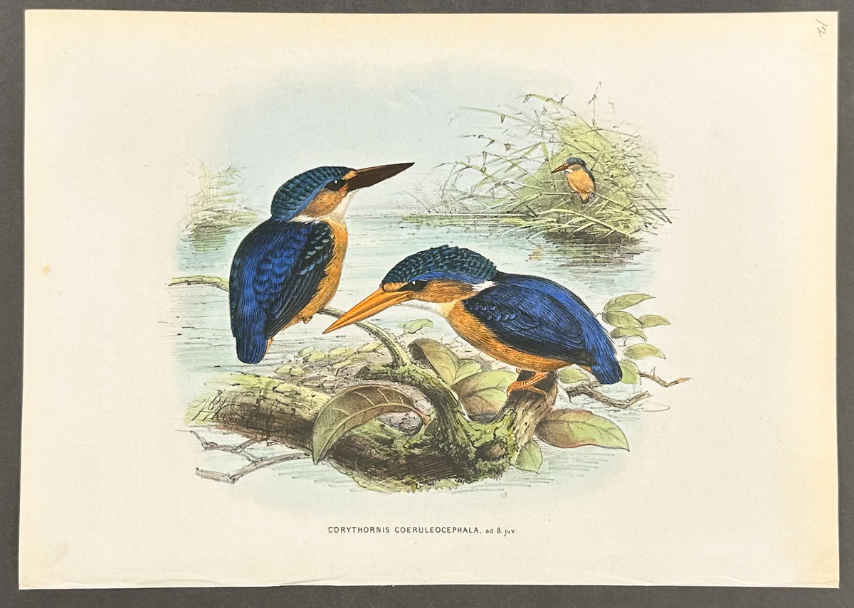Blue-Crested Kingfisher