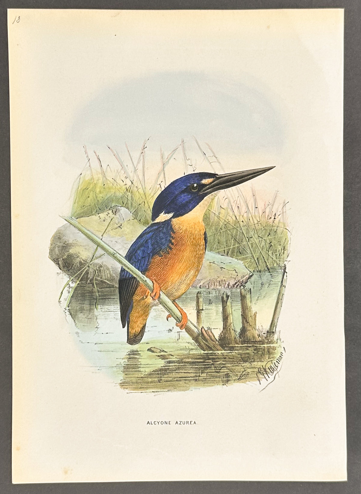 Azure Kingfisher