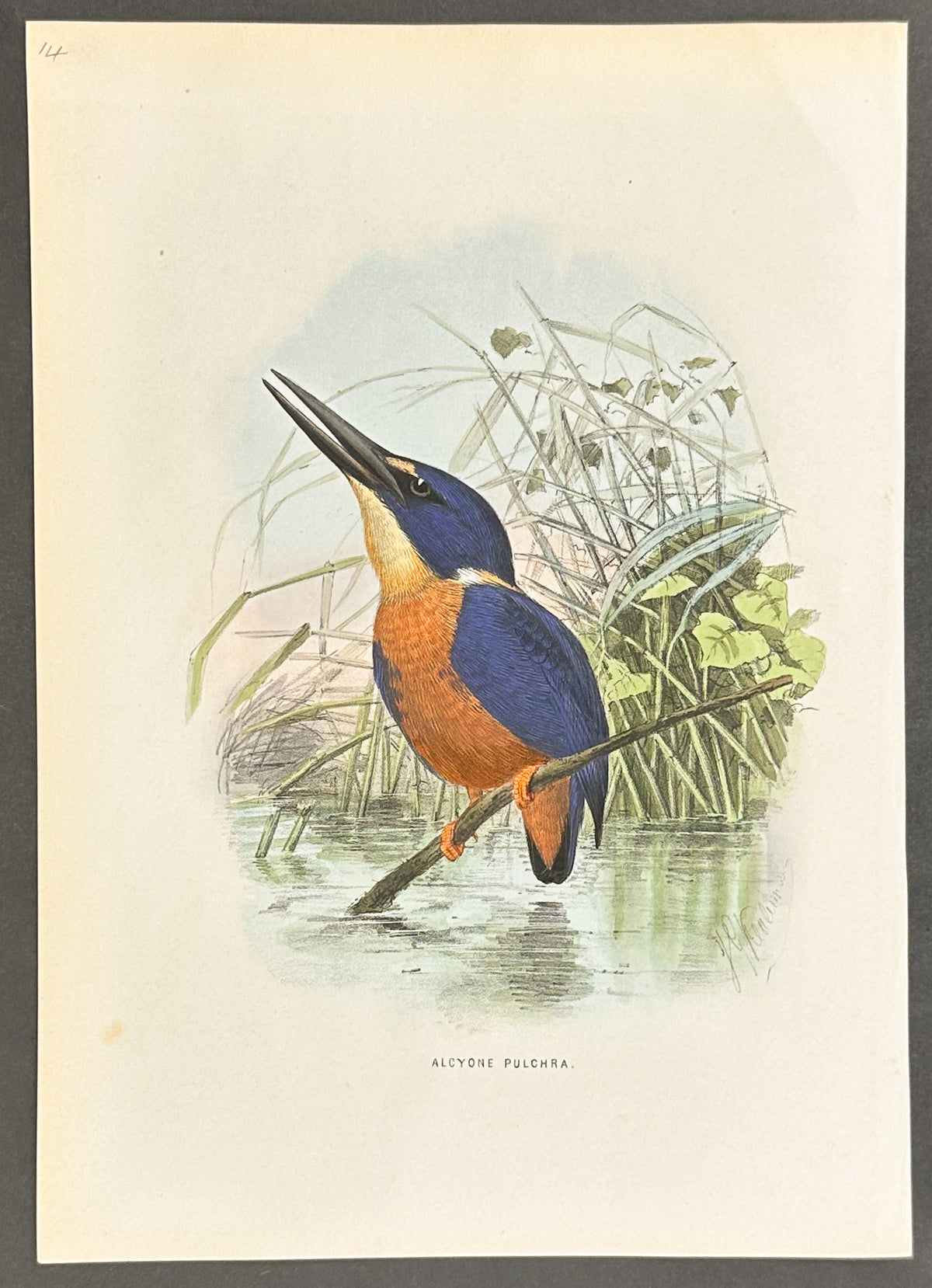 Resplendent Kingfisher