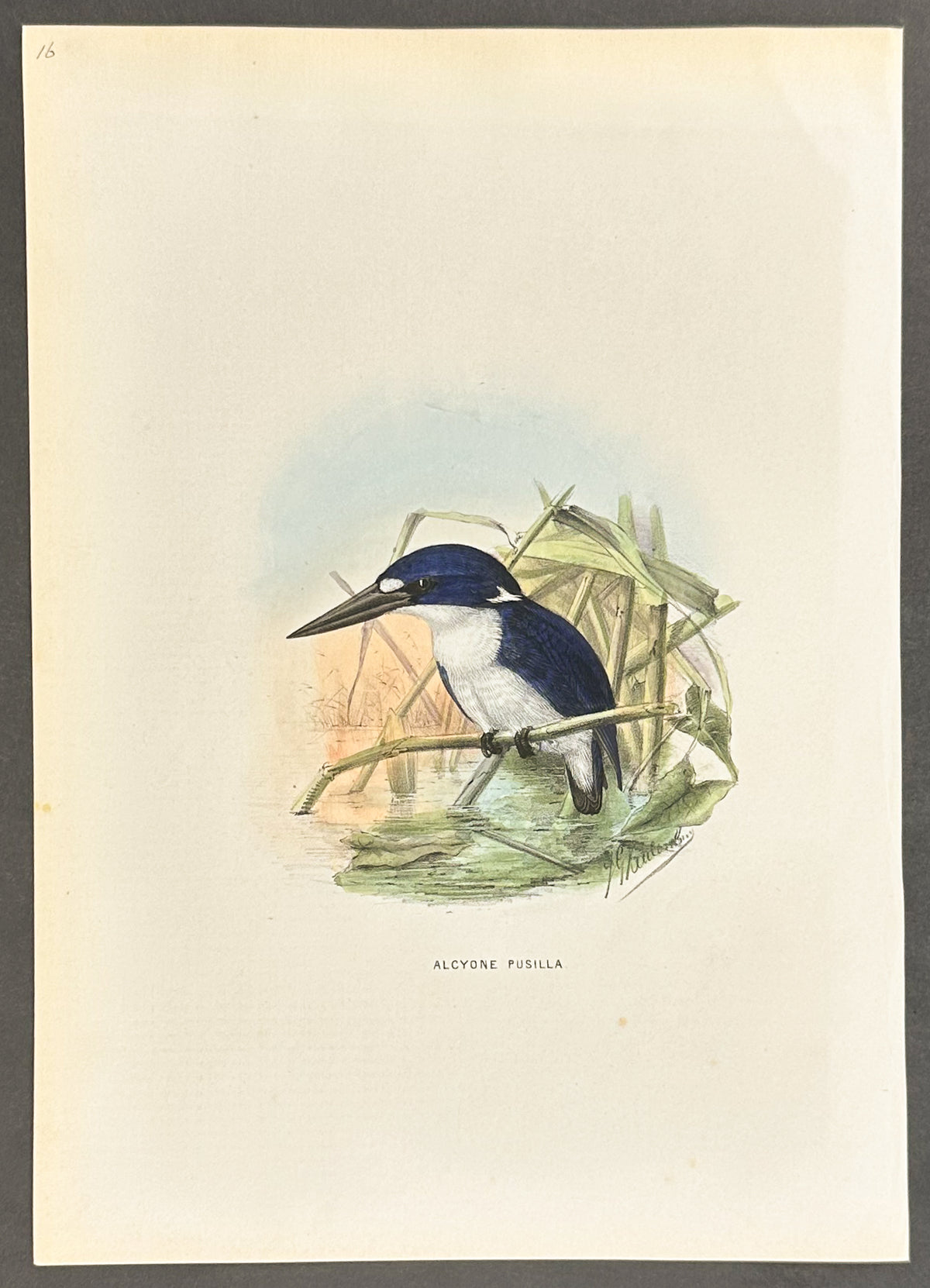 Little Blue Kingfisher