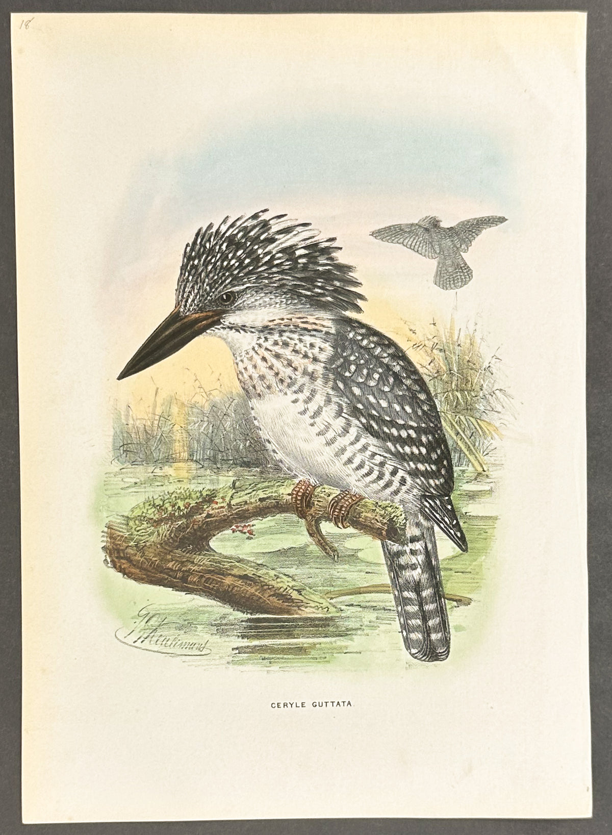 Himalayan Spotted Kingfisher