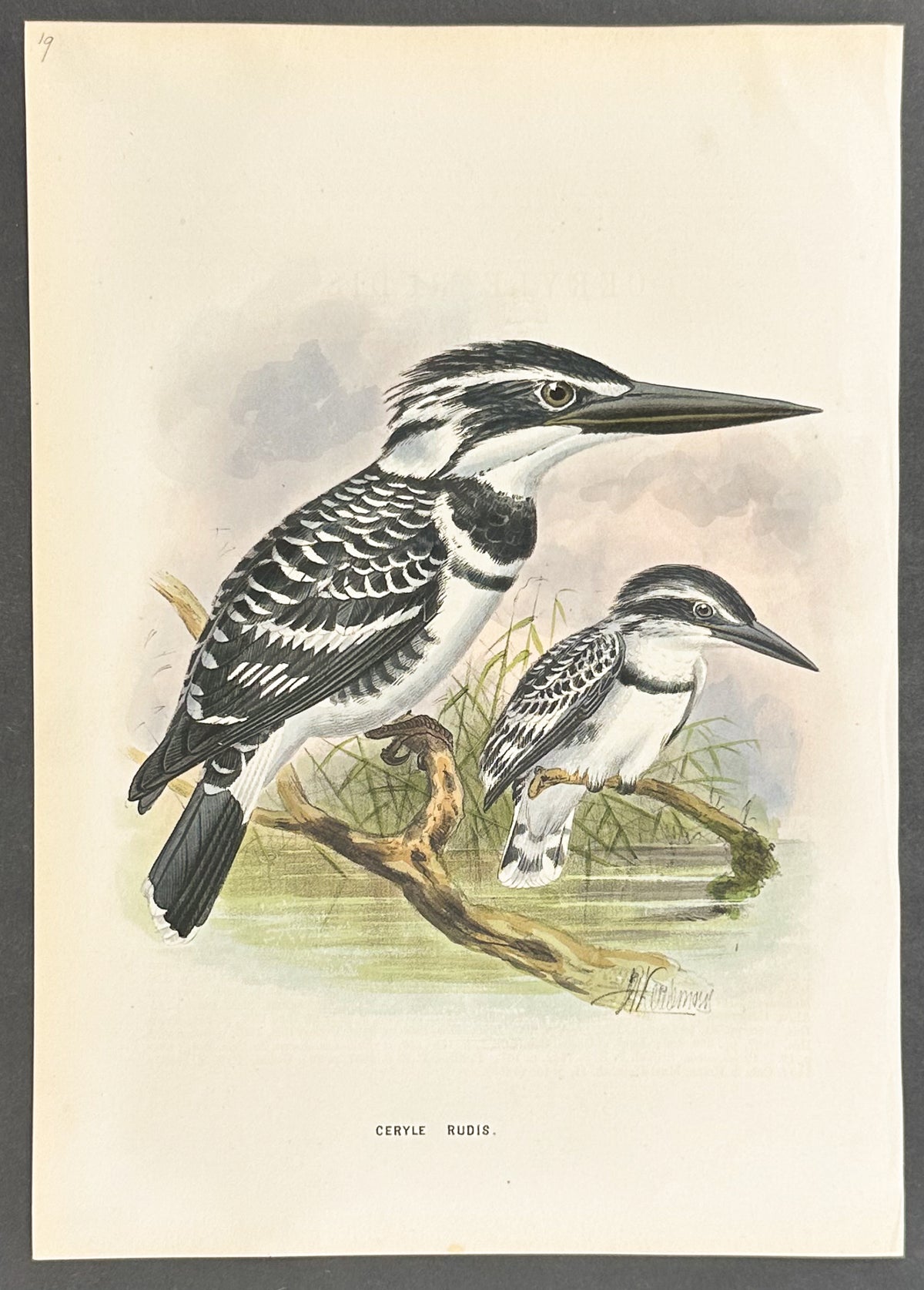 Pied Kingfisher