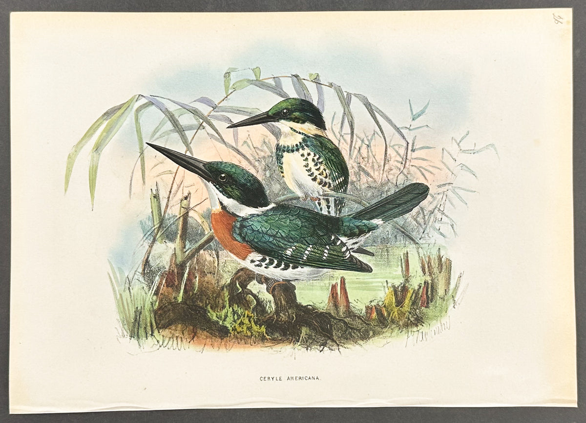 Brazilian Green Kingfisher