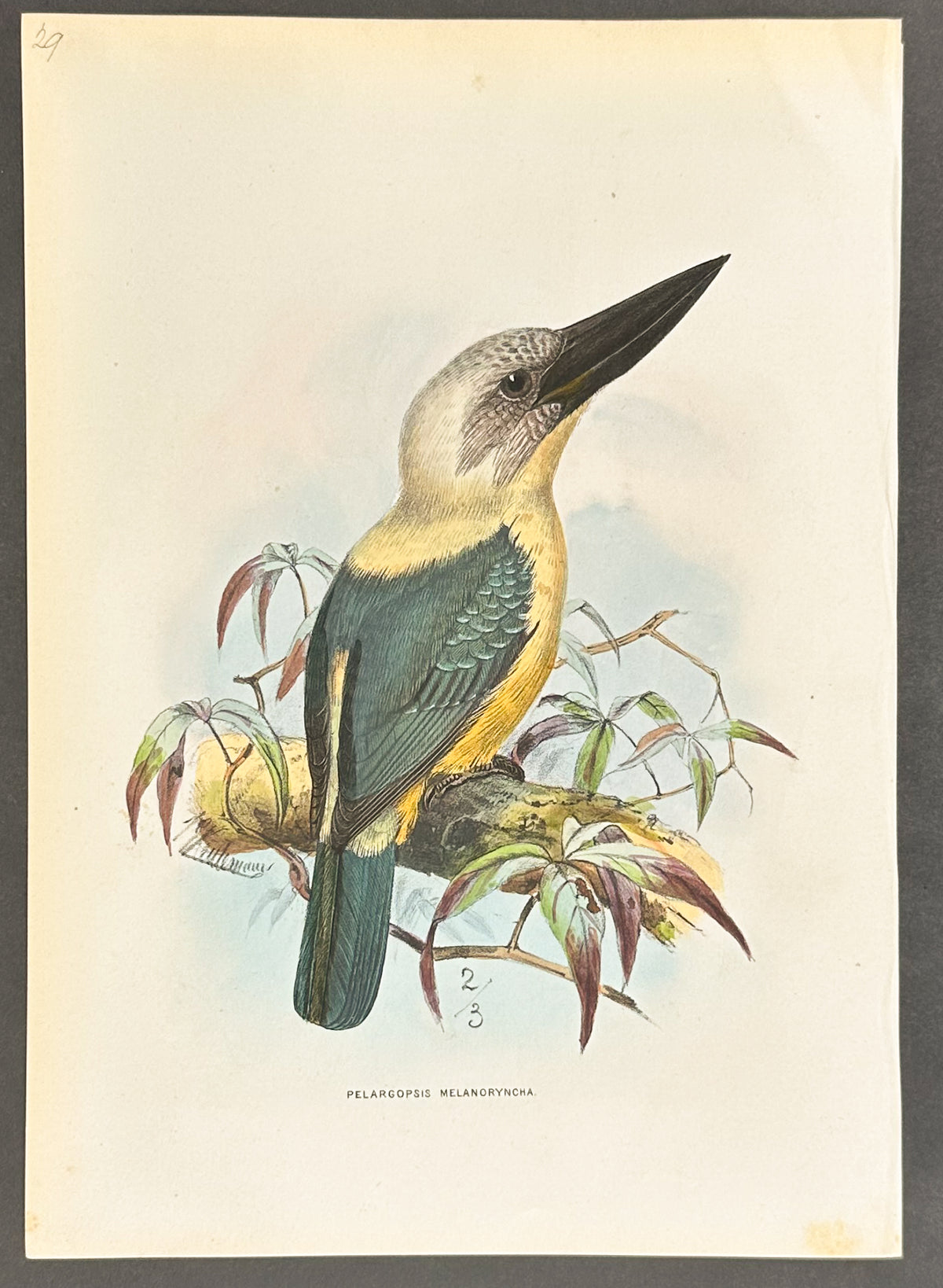 Cream-Colorured Stork-Billed Kingfisher