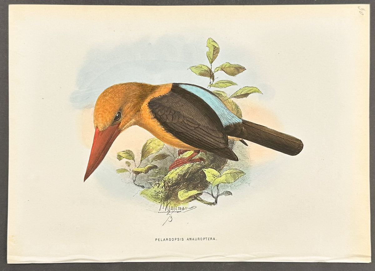 Brown-Shouldered Stork-Billed Kingfisher