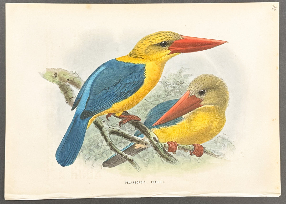 Stork-Billed Kingfisher