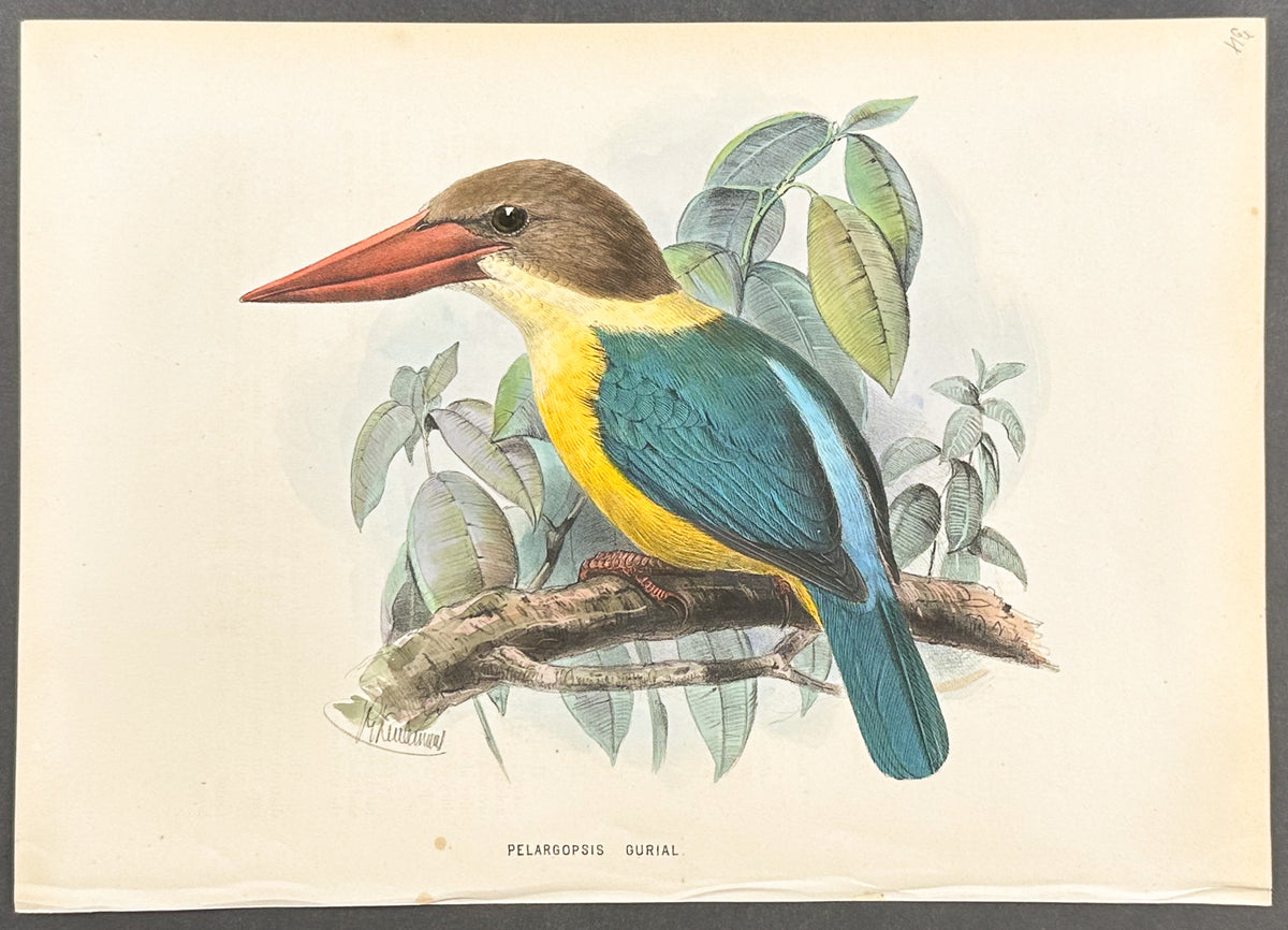 Indian Stork-Billed Kingfisher