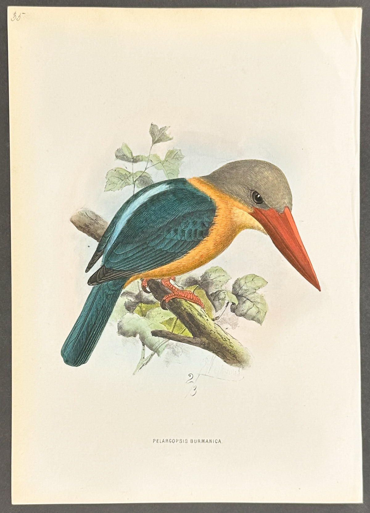 Burmese Stork-Billed Kingfisher