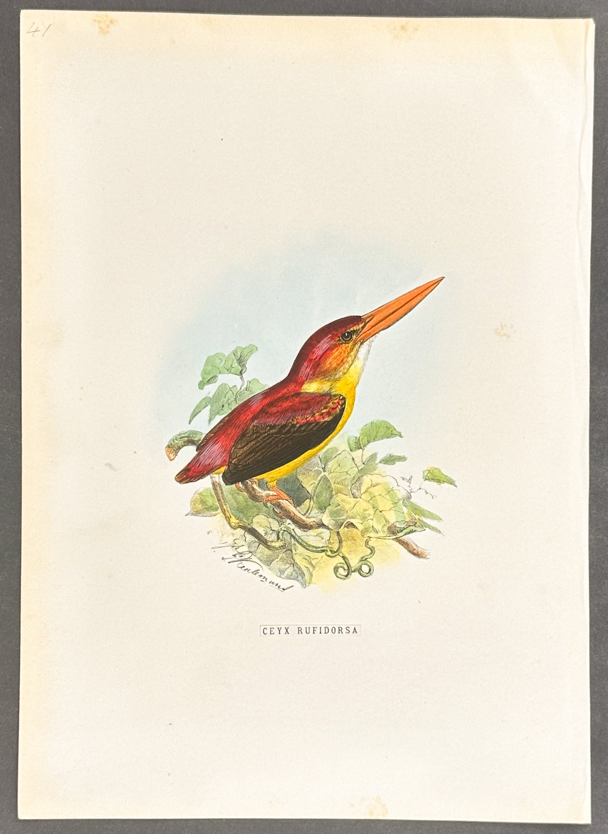 Strickland's Kingfisher