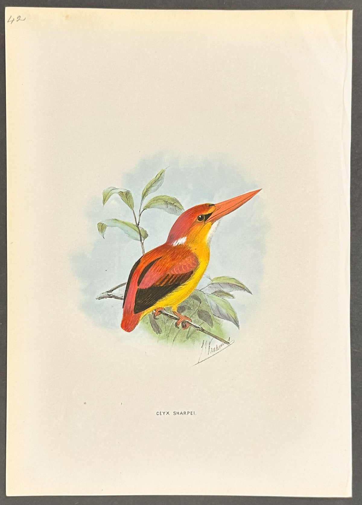 Bornean Kingfisher