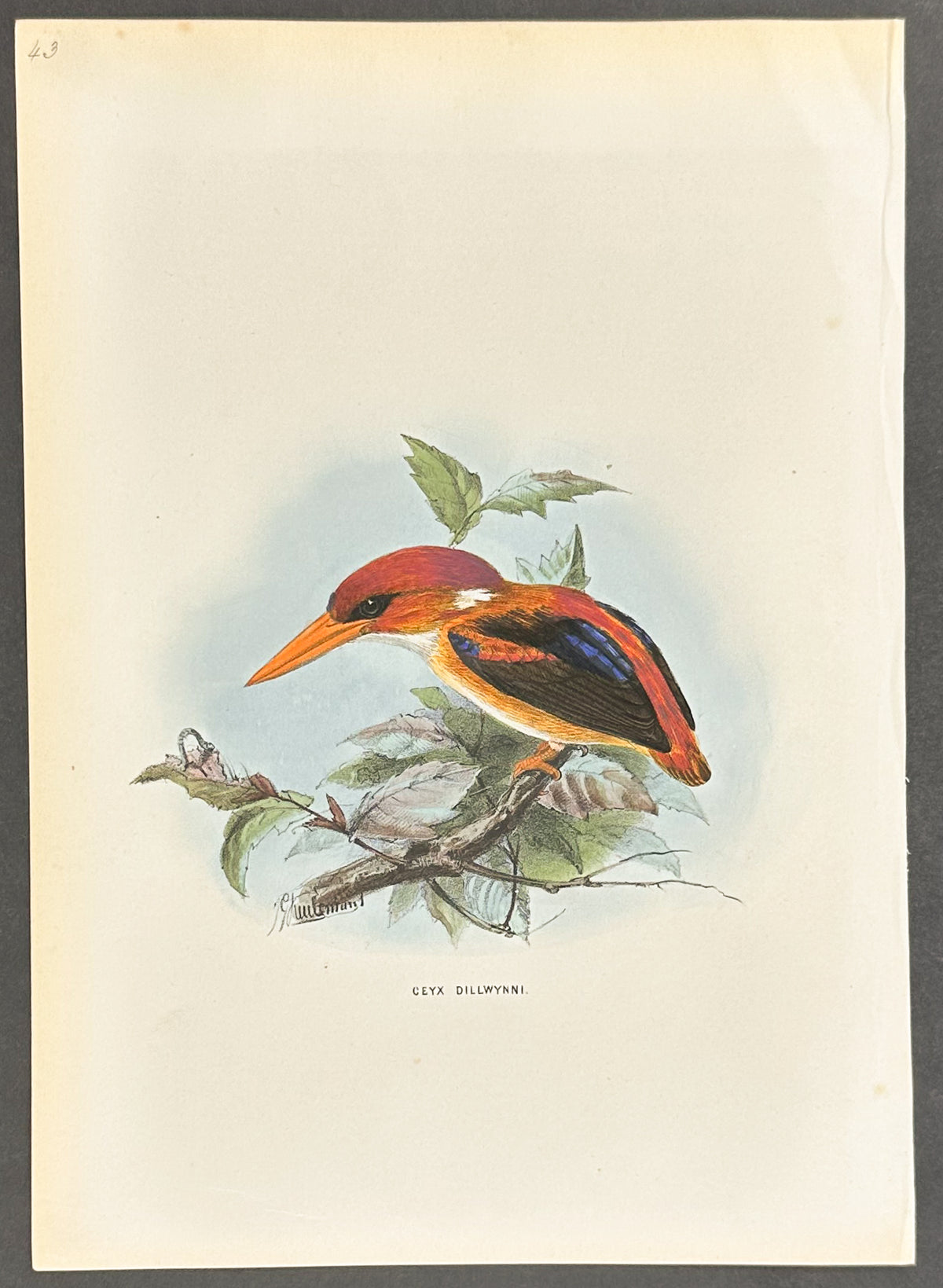 Dillwyn's Kingfisher