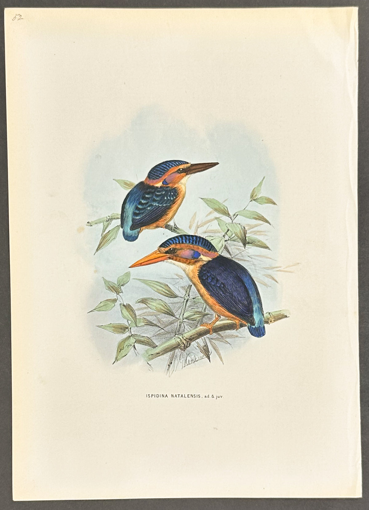 Natal Kingfisher