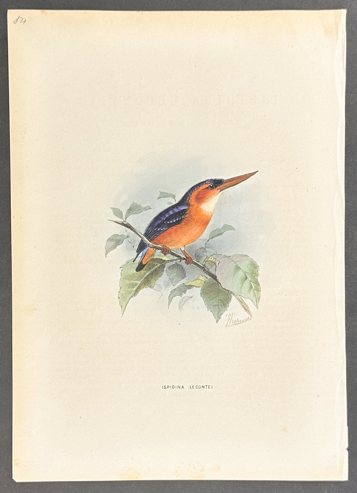 Leconte's Kingfisher