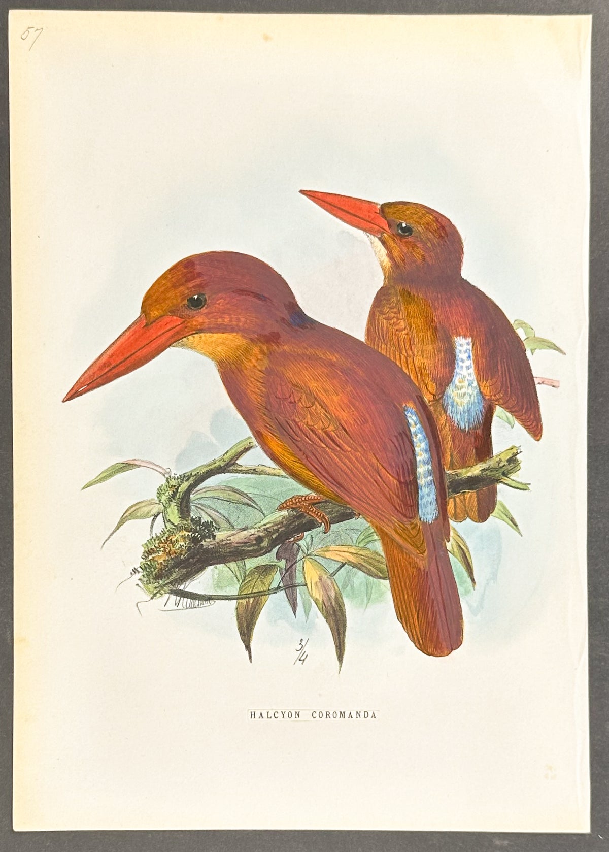 Ruddy Kingfisher