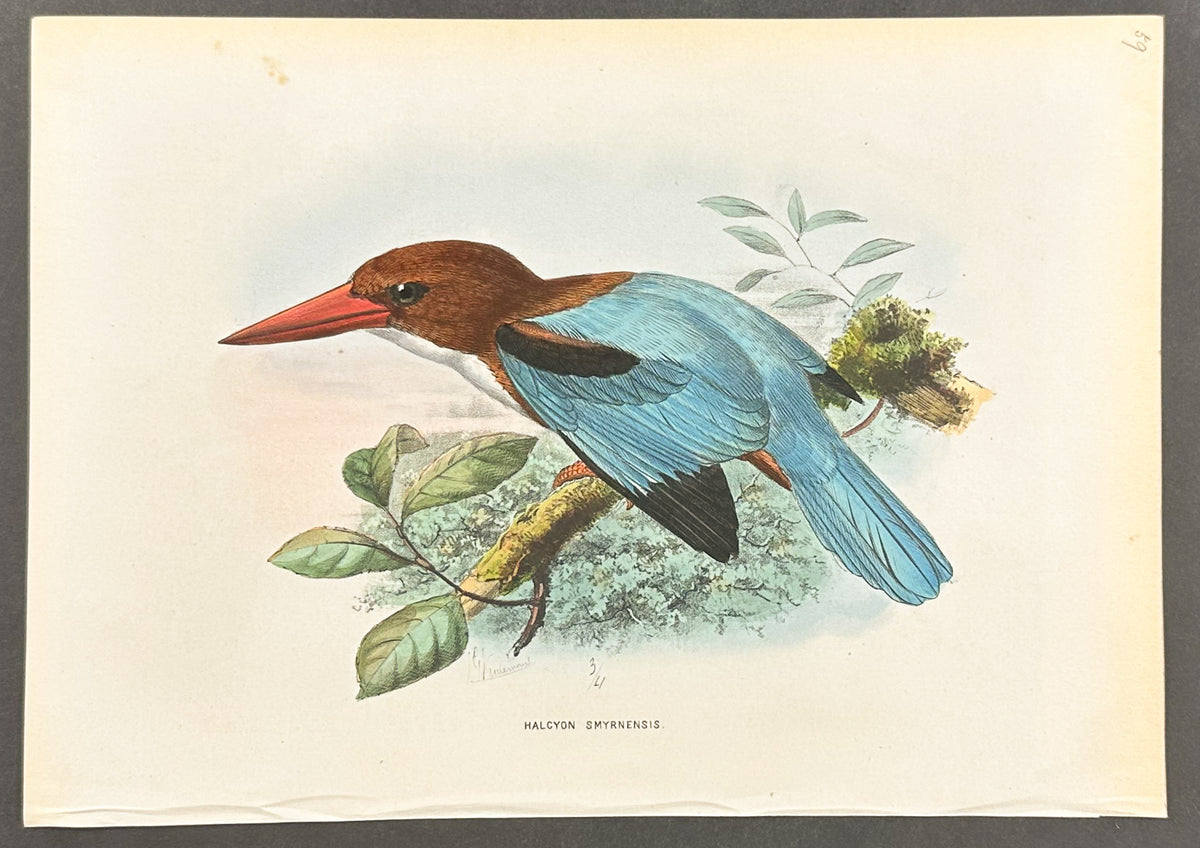 White-Breasted Kingfisher
