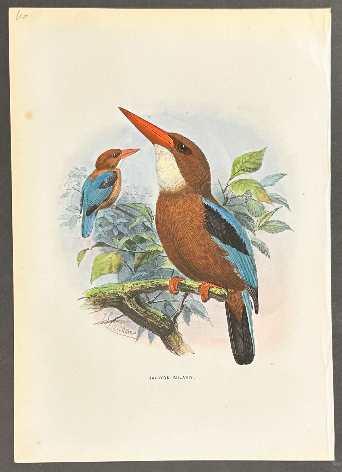 White-Throated Kingfisher