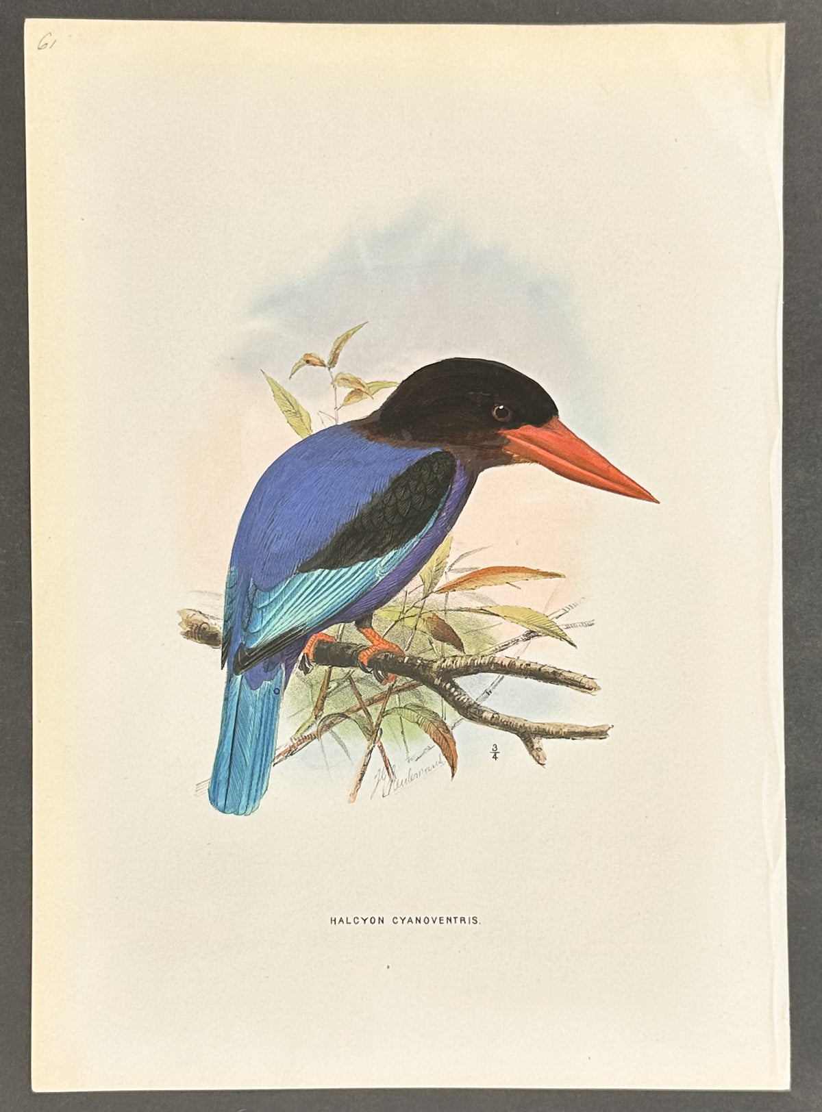 Many-Coloured Kingfisher
