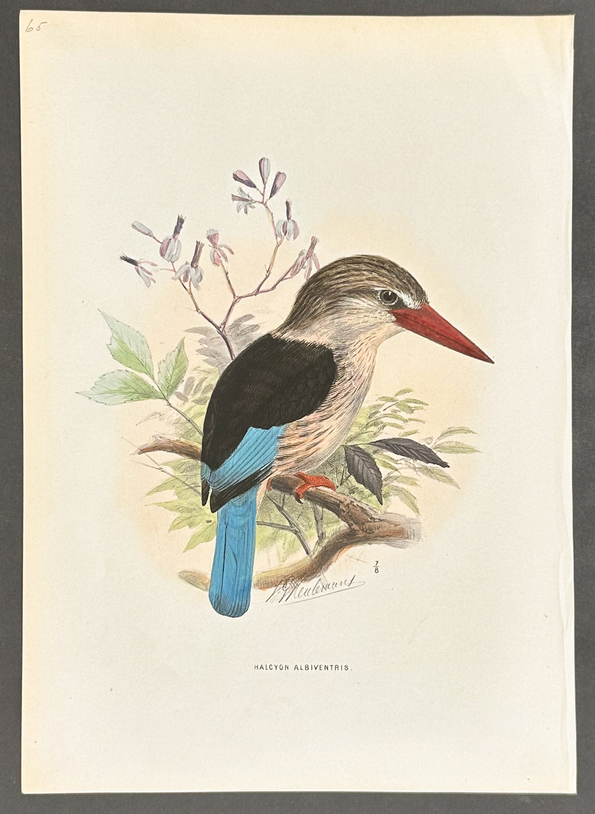 Brown-Hooded Kingfisher