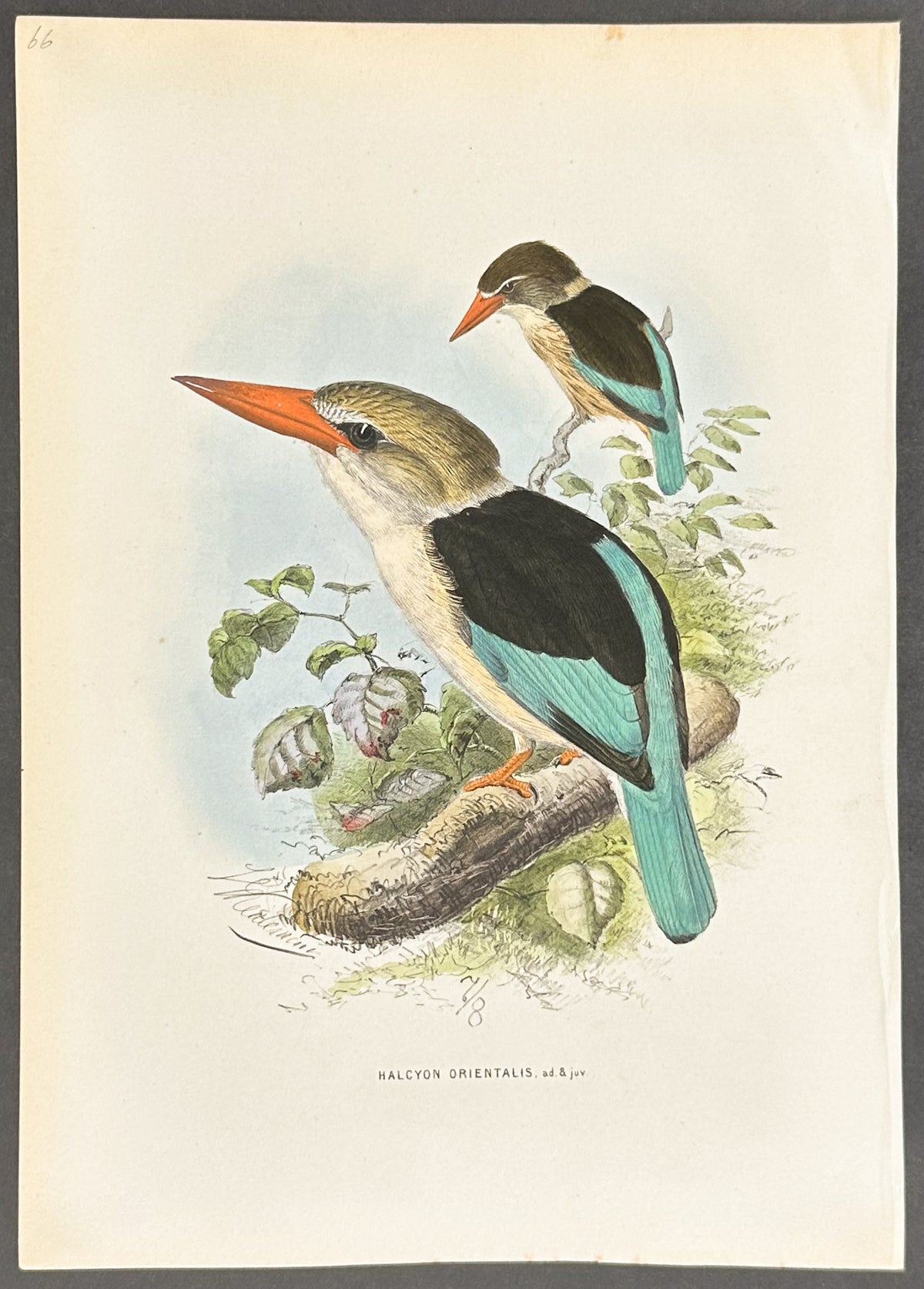Eastern Kingfisher