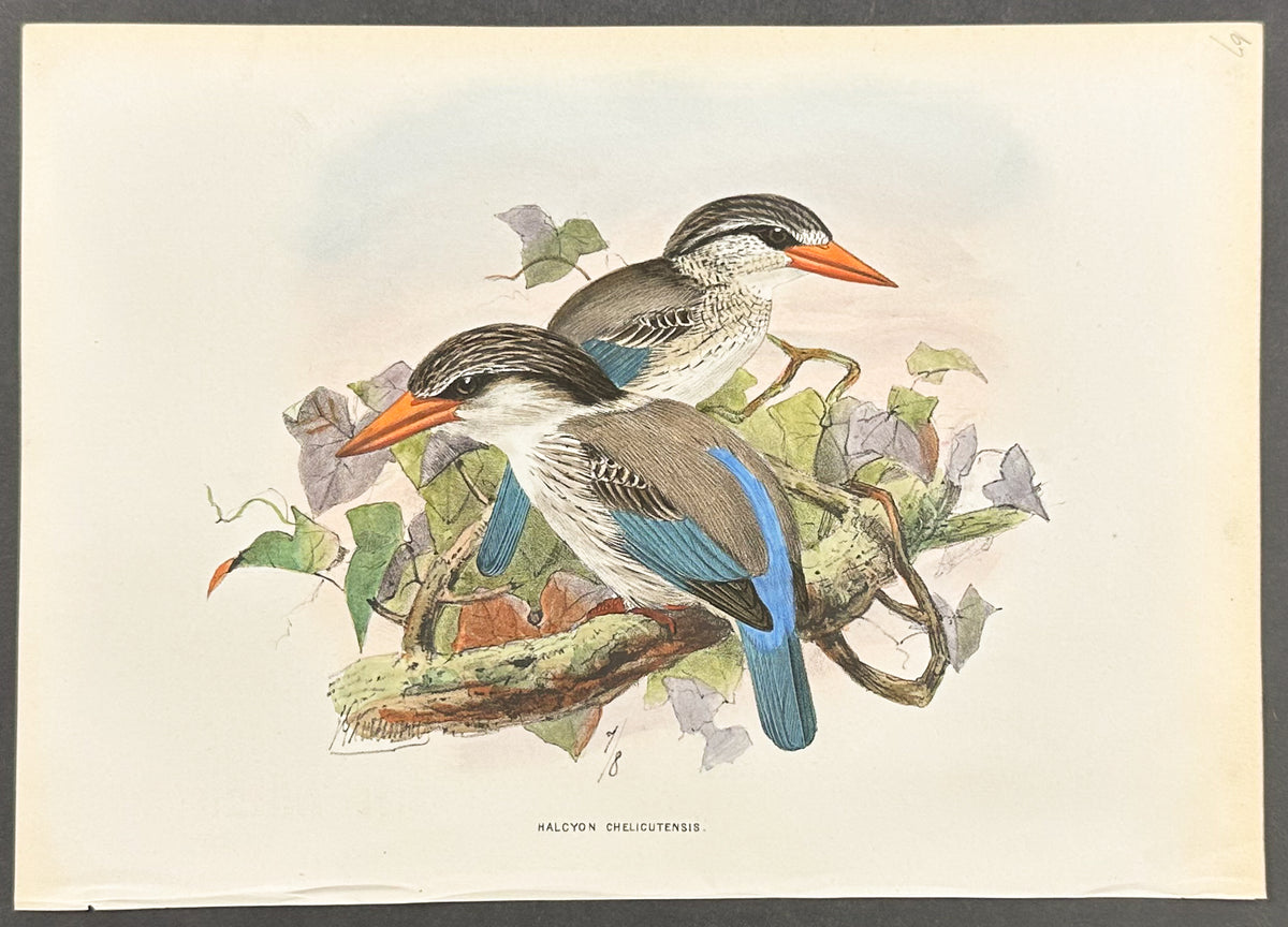 Striped Kingfisher
