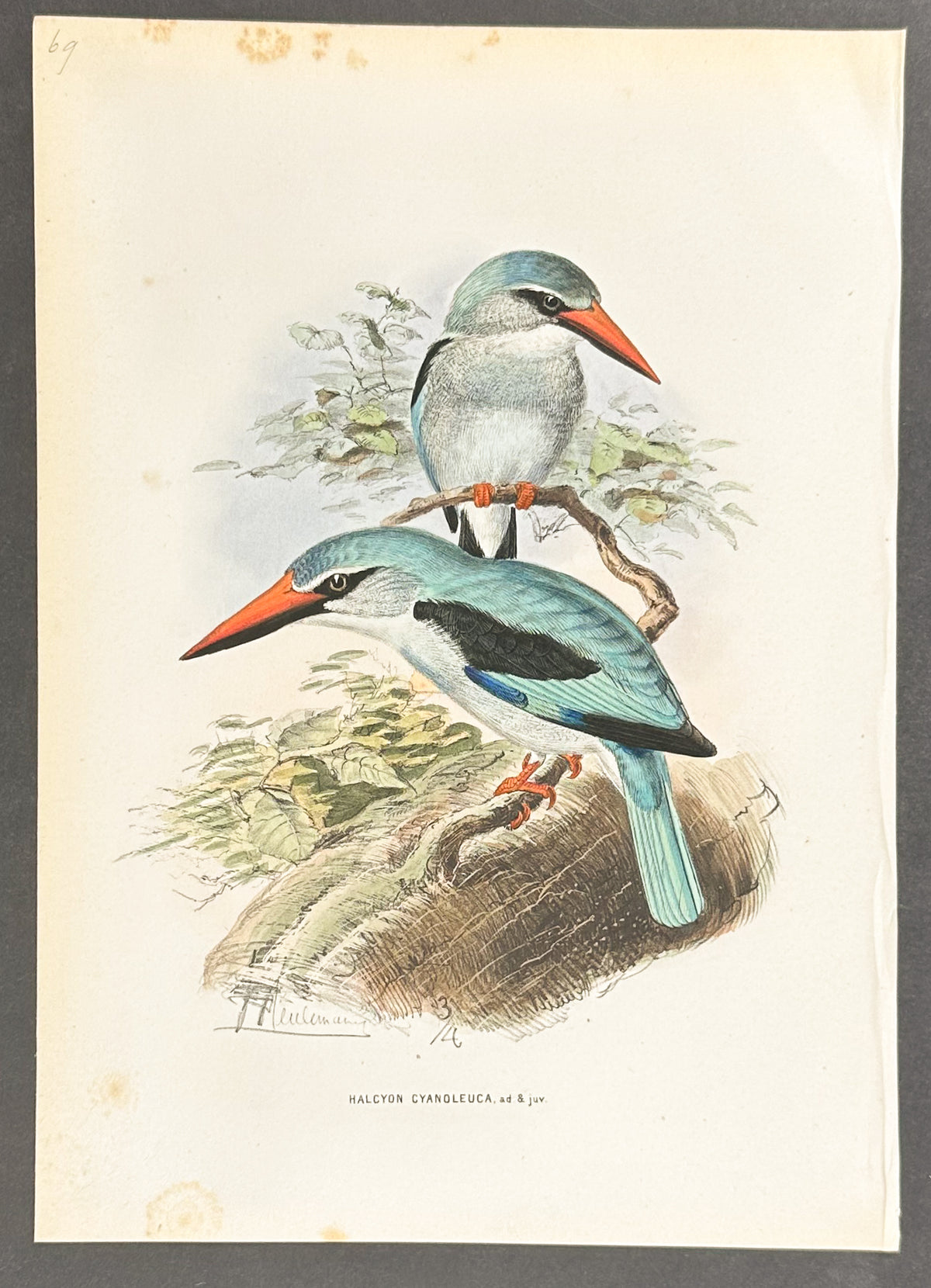 Angola Kingfisher