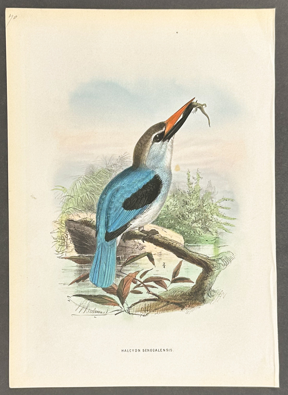Senegal Kingfisher