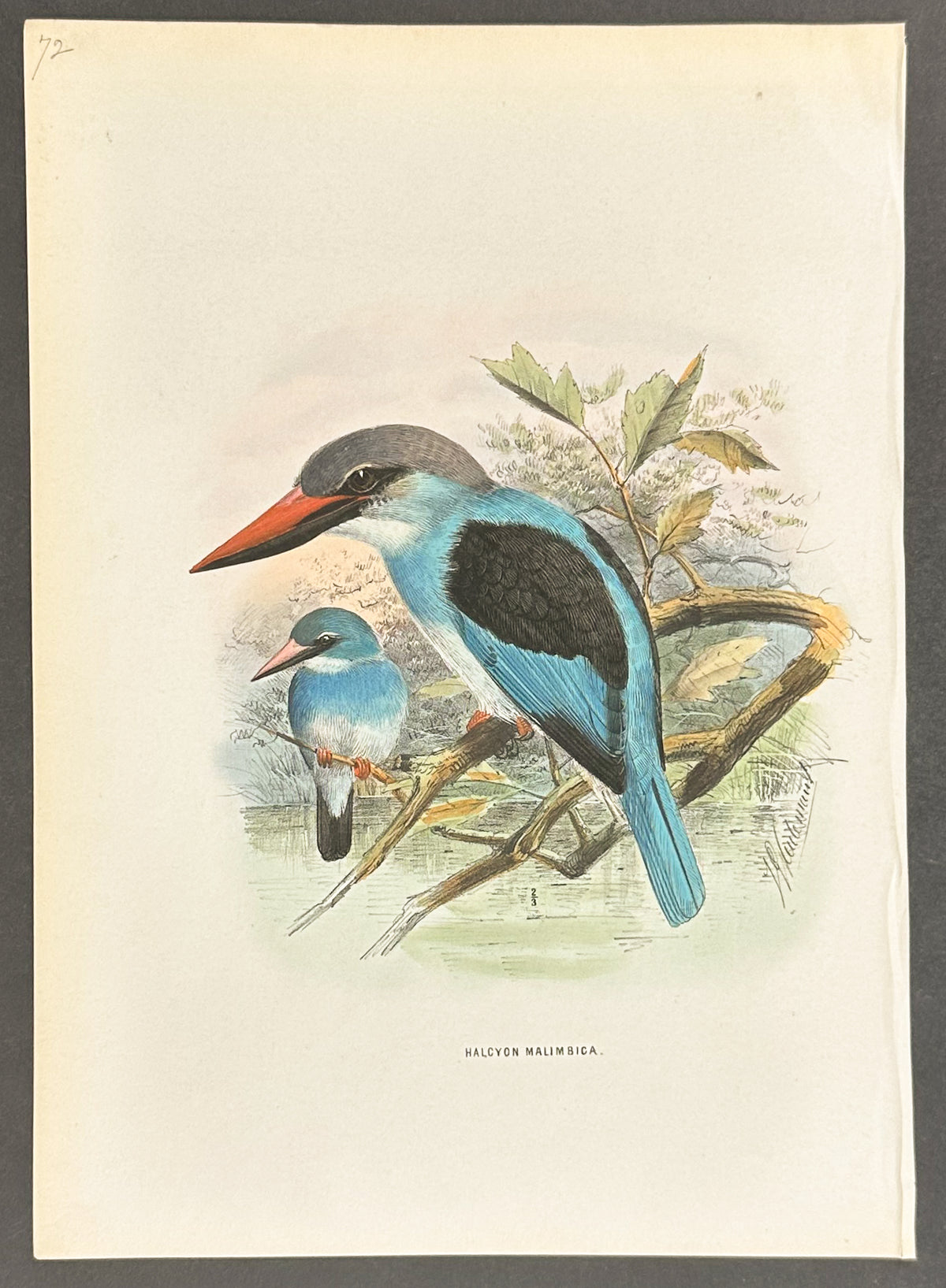 Ashy-Fronted Kingfisher